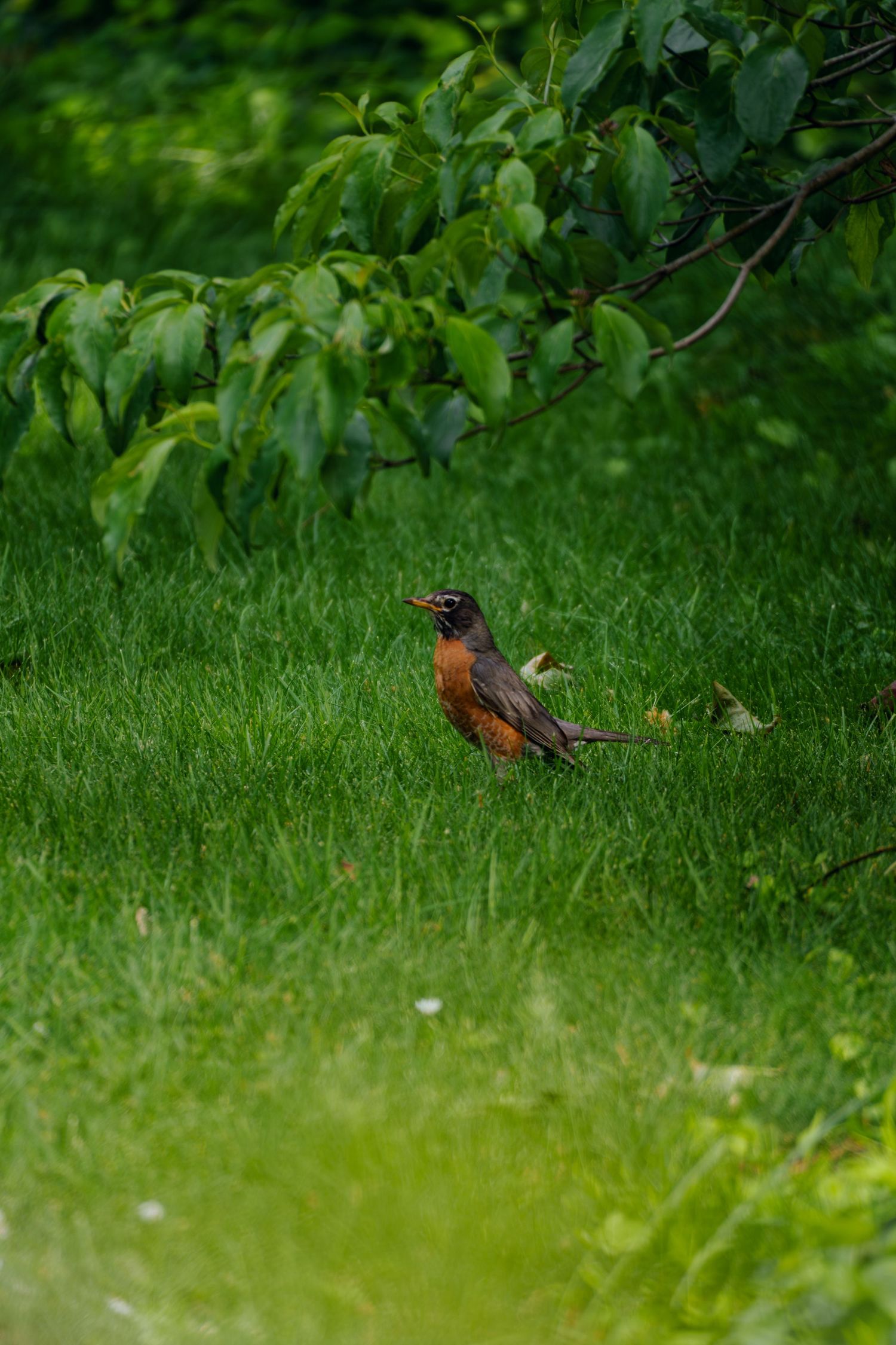 An American robin with orange breast stands on lush green grass beneath leafy tree branches in a garden setting.