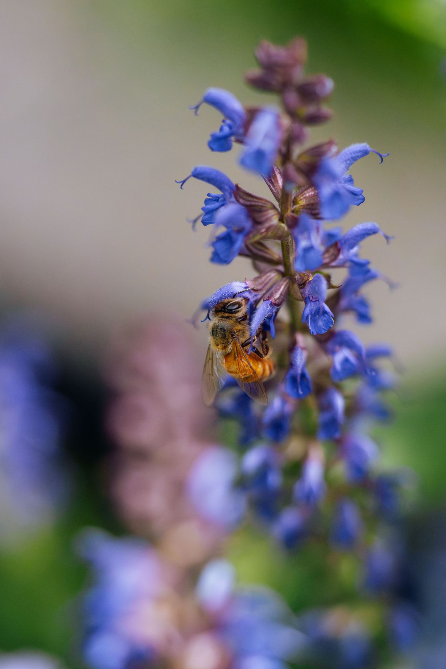 A honeybee collecting nectar from vibrant purple salvia flowers in a garden setting.