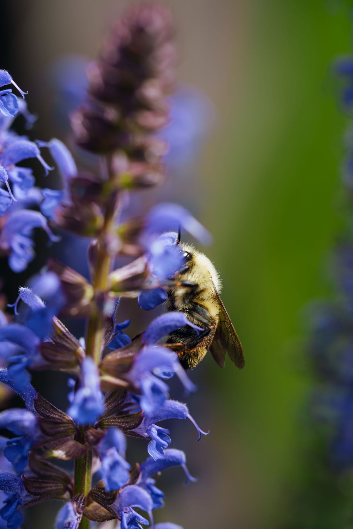 A fuzzy bumblebee collecting nectar from vibrant purple salvia flowers in a garden setting.