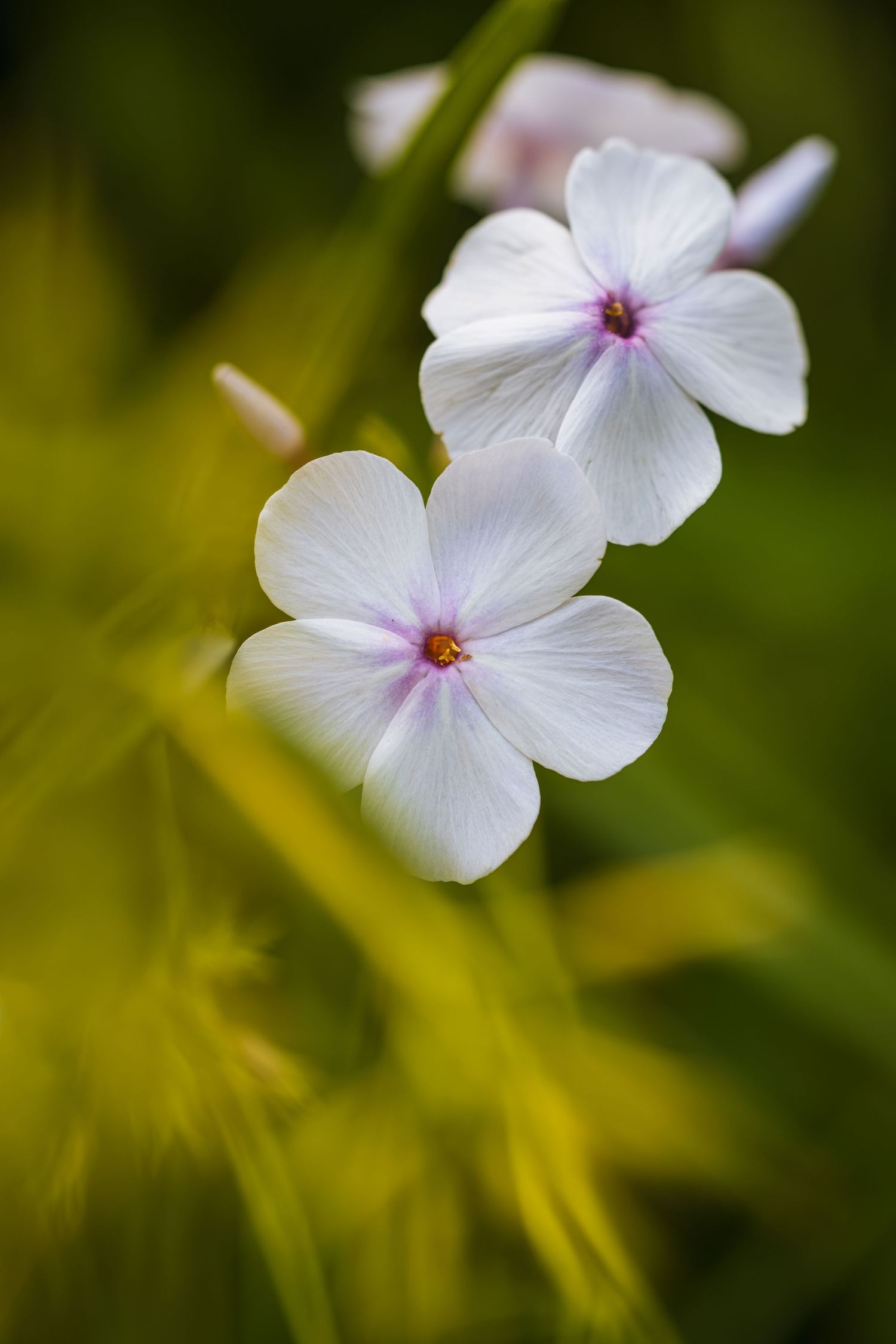 White phlox flowers with pink centers bloom against a blurred green foliage background in a garden setting.