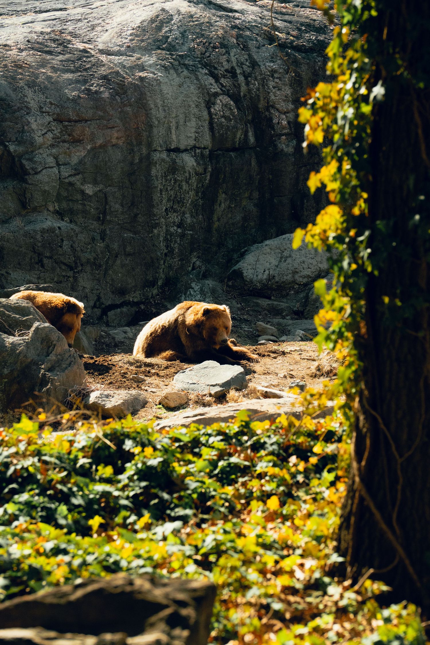 A brown bear sitting among rocks and green ivy in a sunlit zoo enclosure.