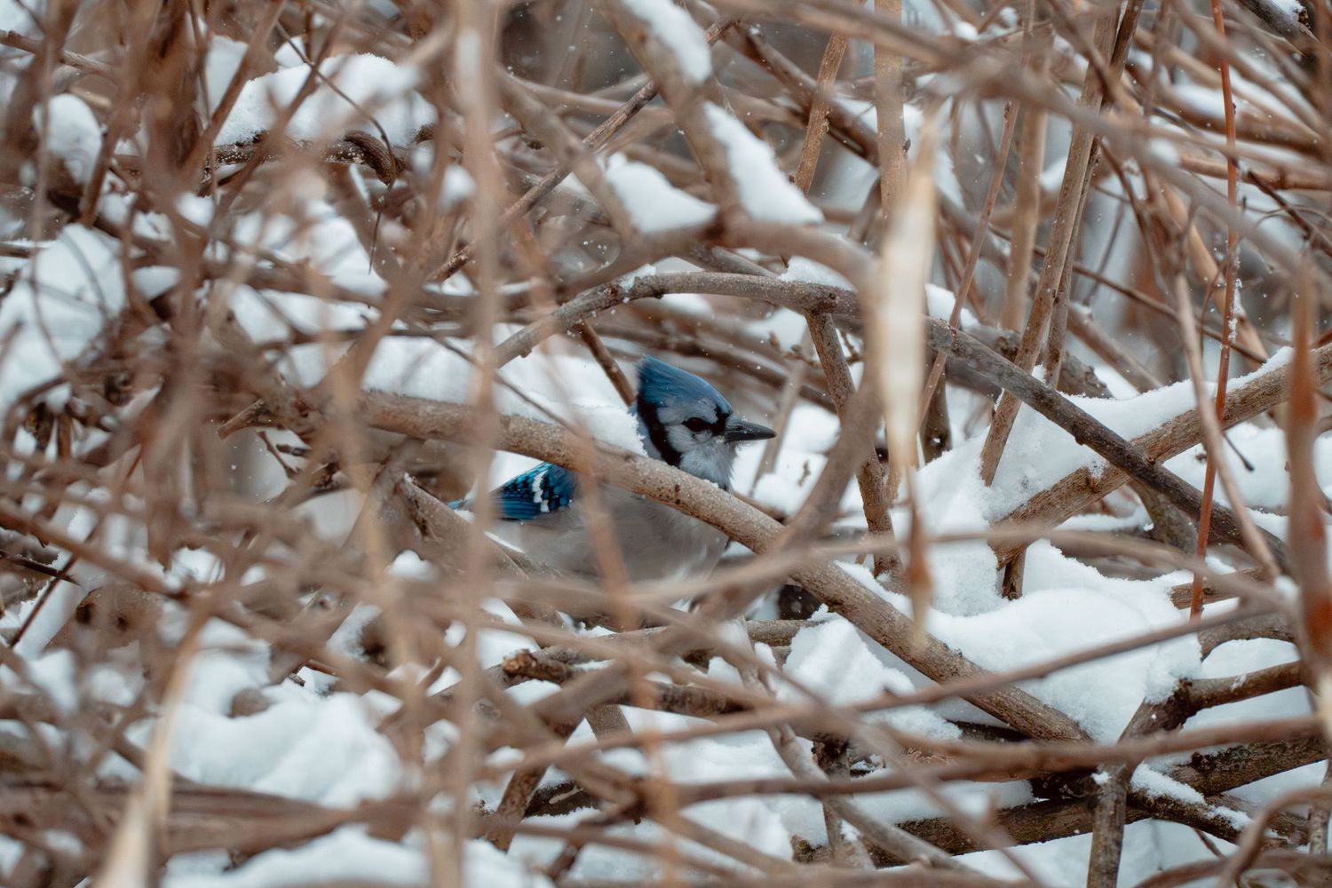 Blue jay bird partially hidden among snow-covered bare winter branches.