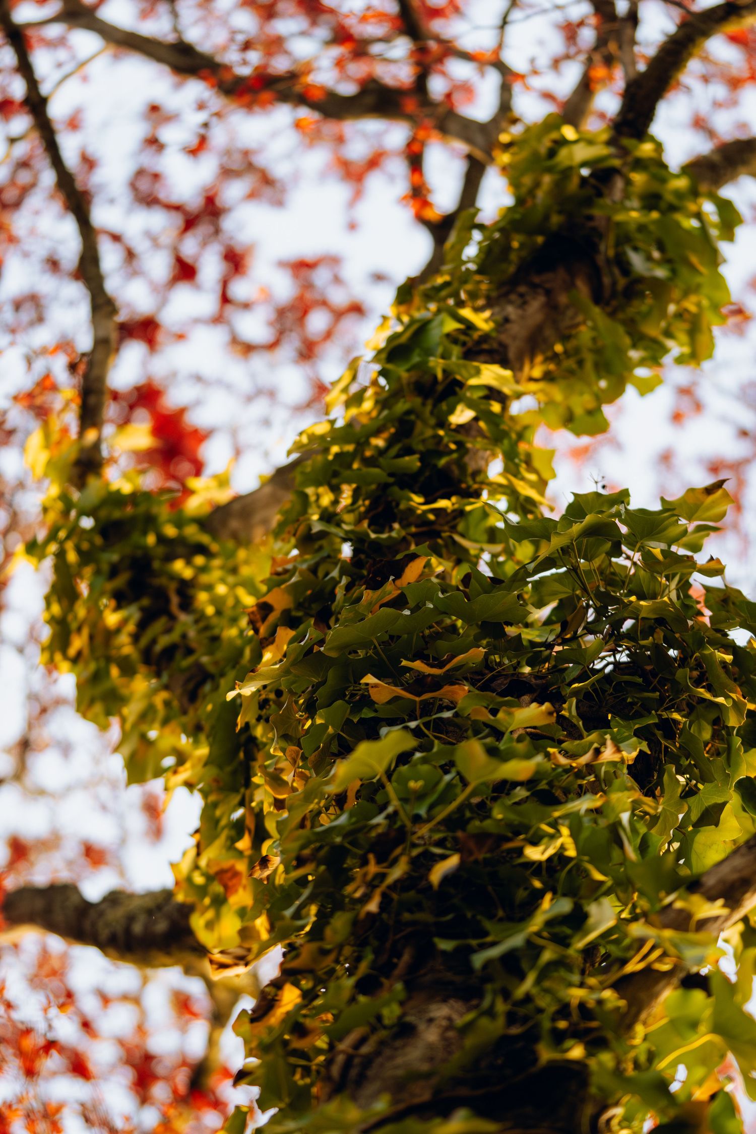 Clusters of green and yellow ivy leaves growing on a tree trunk with red autumn foliage above.