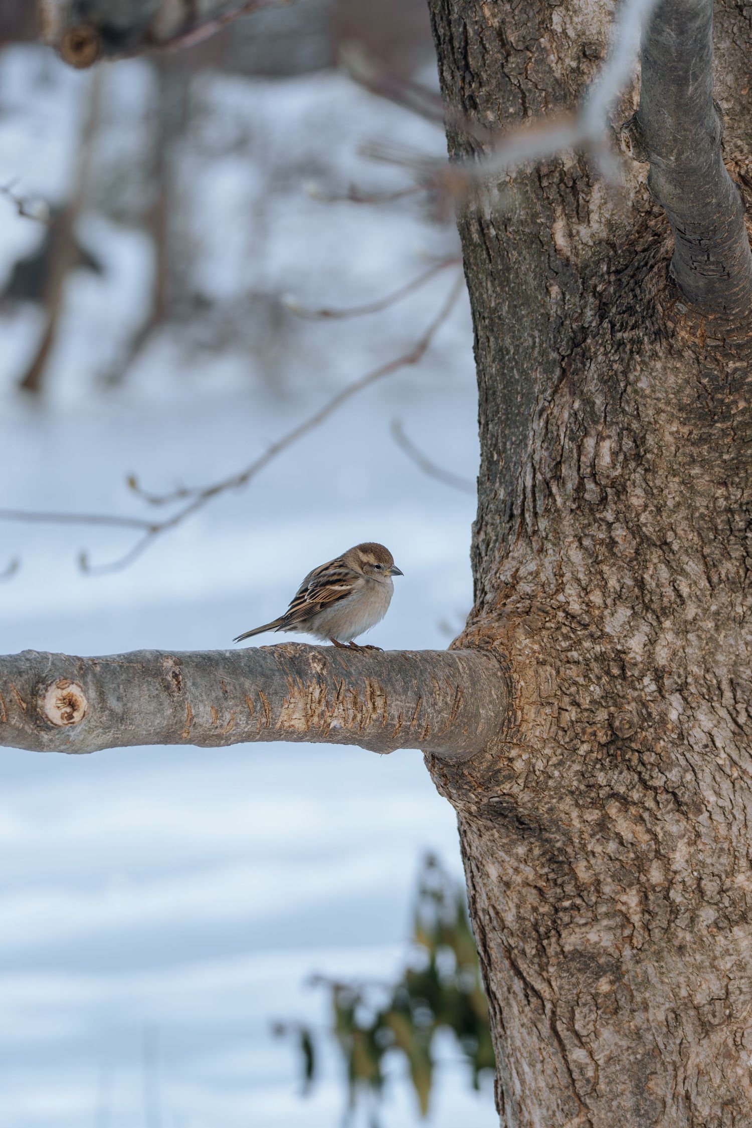A sparrow perches on a tree branch beside a large trunk in snowy winter.