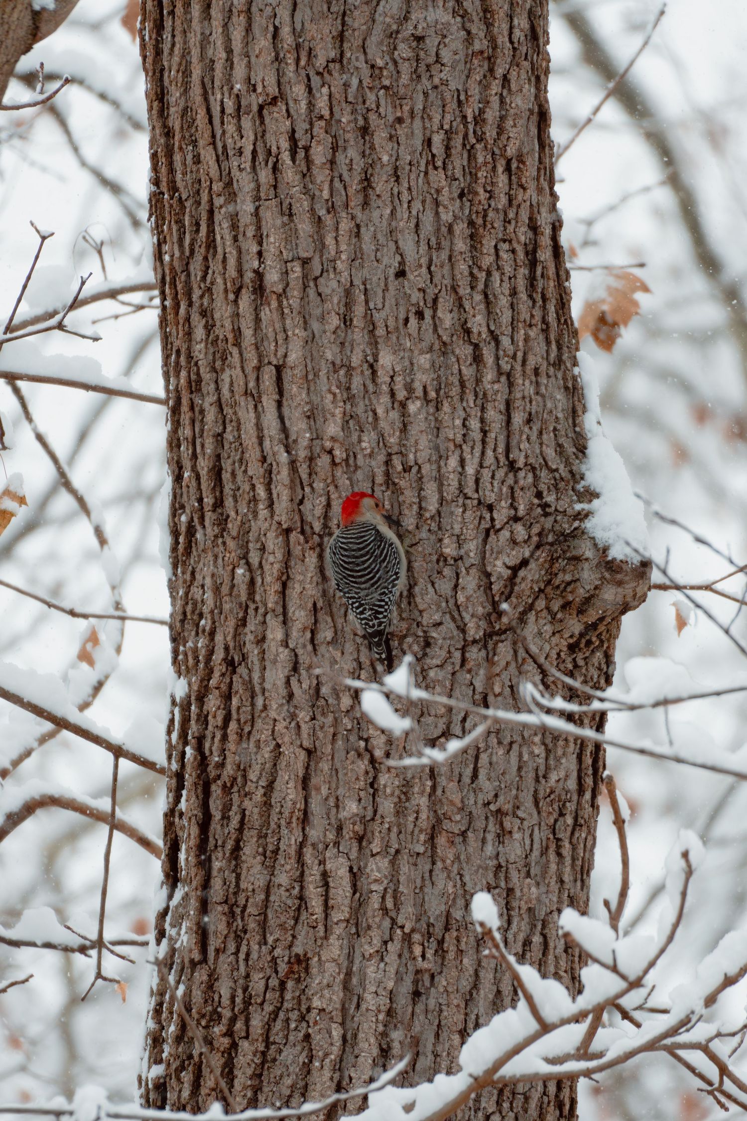 Red-bellied woodpecker perched on a bark tree trunk surrounded by snow-covered branches.