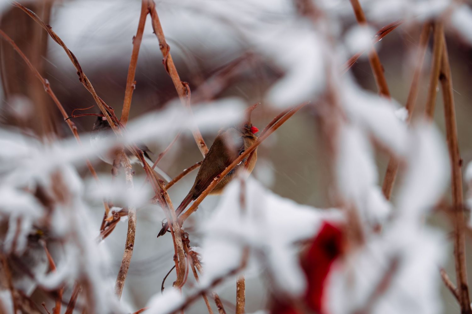Female cardinal and male cardinal visible through snowy winter branches.