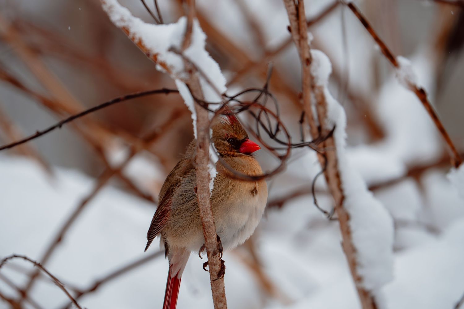 Female northern cardinal with red beak and tail resting on snowy branches.