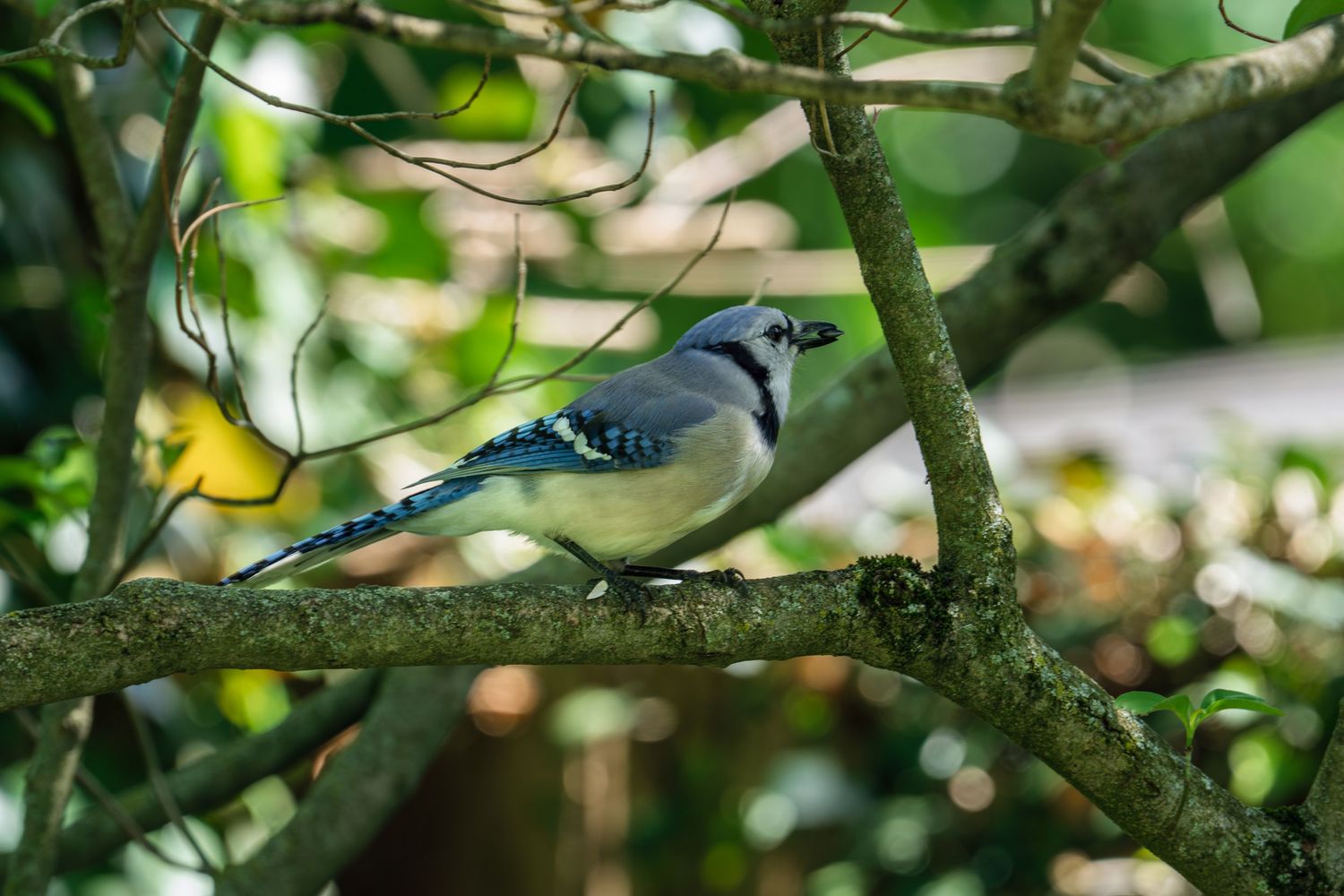A Blue Jay with striking blue, white, and black markings perched on a branch in a leafy green tree.