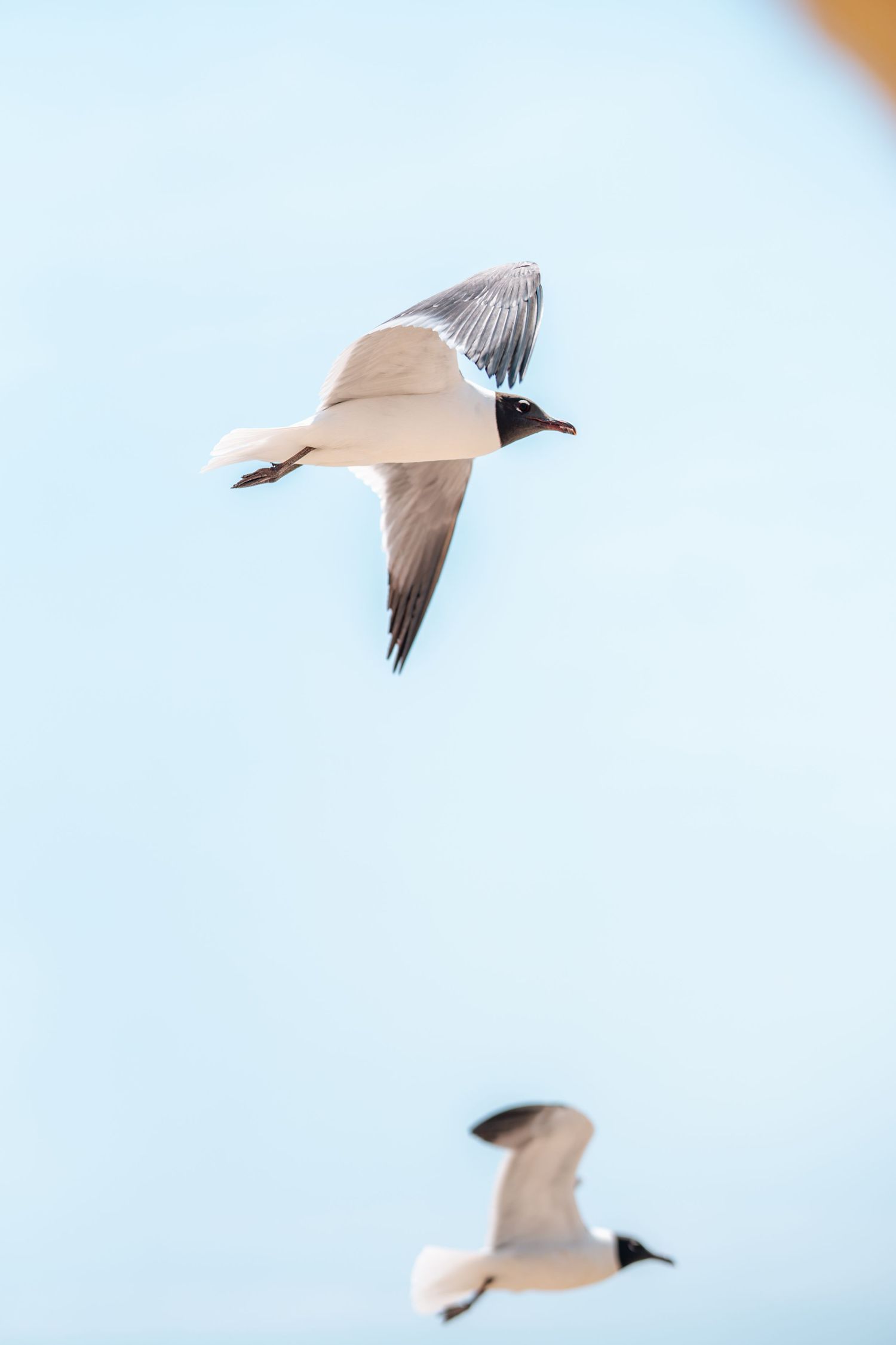 Two seagulls with dark heads soar gracefully against a clear blue sky.