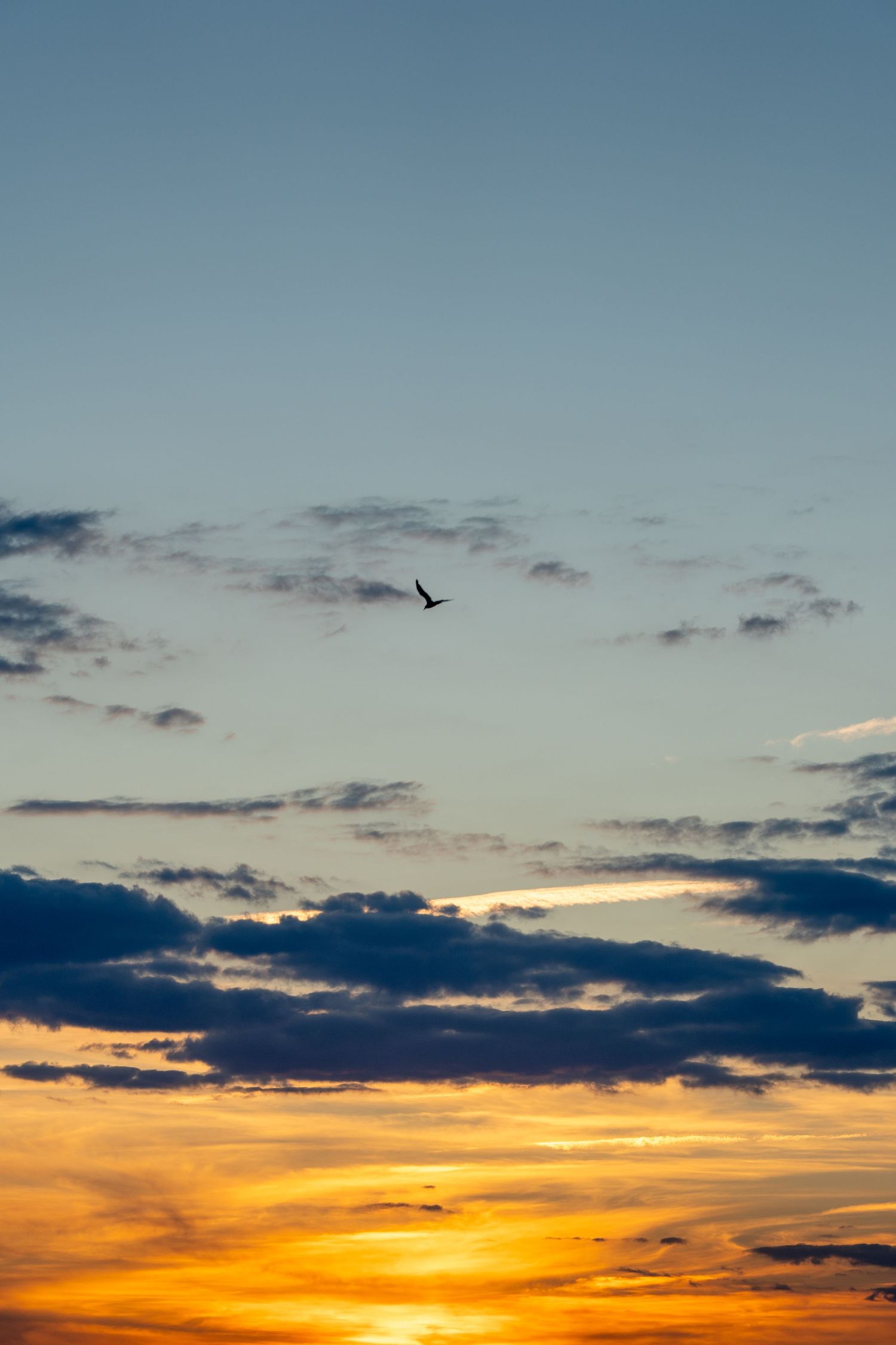 A lone bird soaring in silhouette against a vibrant blue and orange sunset sky with clouds.