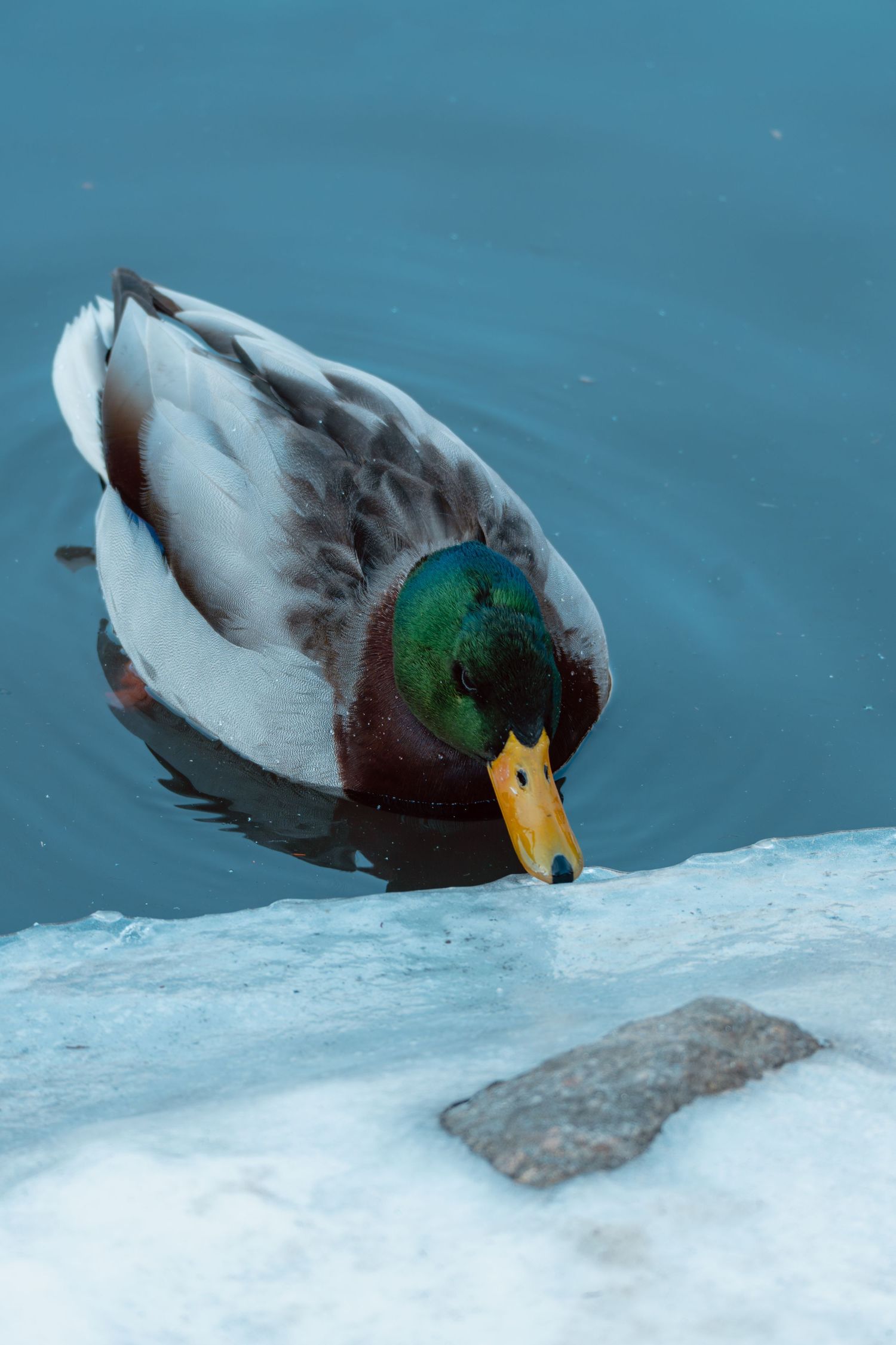 A male mallard duck with green head and yellow bill foraging along a snowy icy shoreline in winter.
