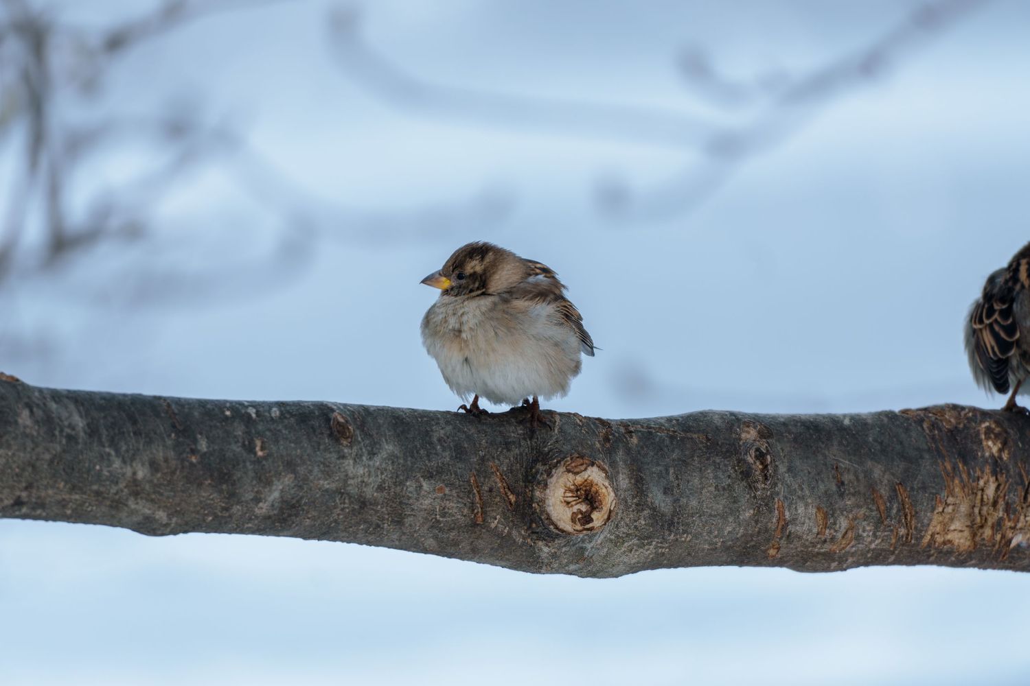 A tiny sparrow perches on a thick tree branch in a snowy winter scene.