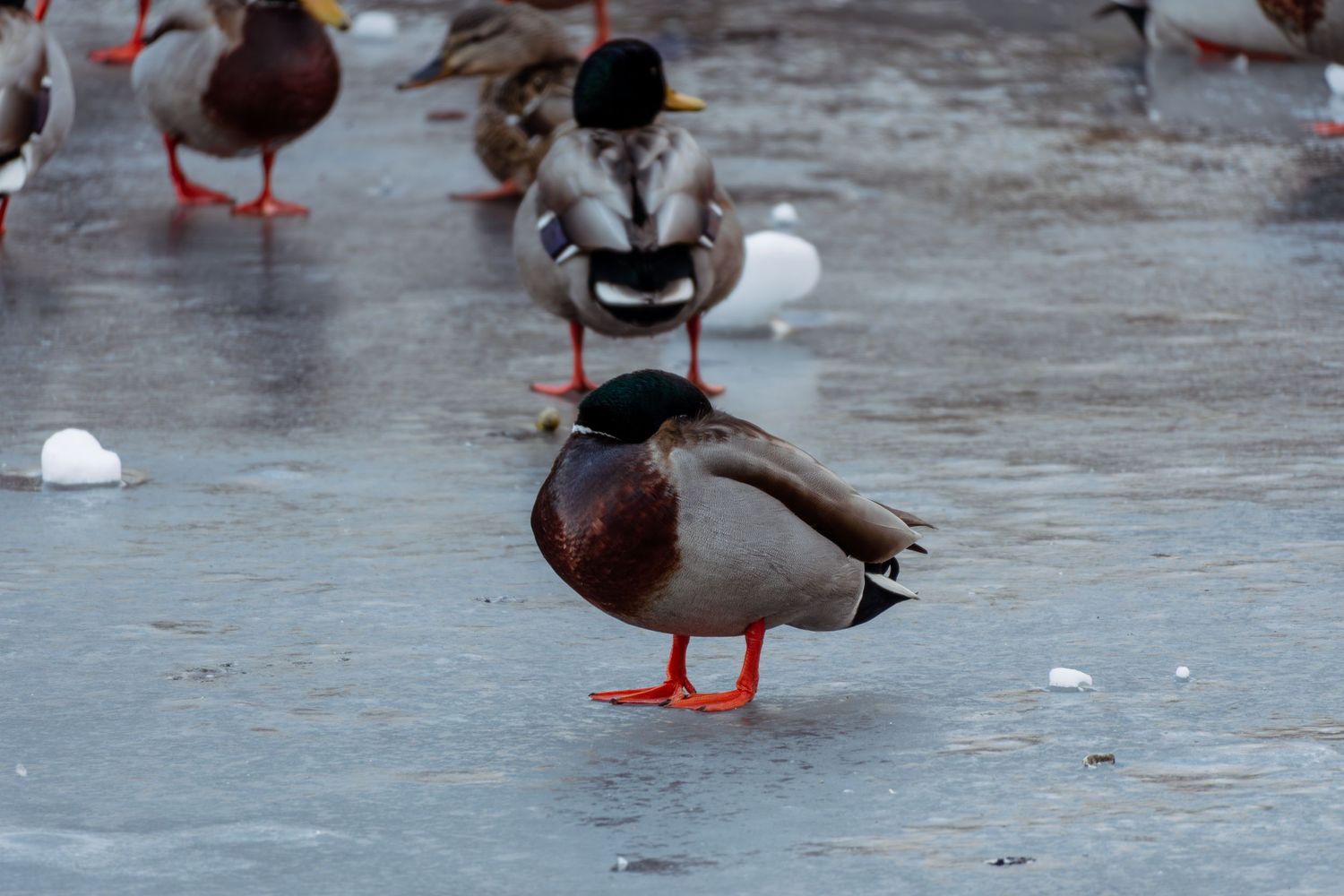 Mallard duck standing on frozen icy pond surrounded by other ducks in winter.