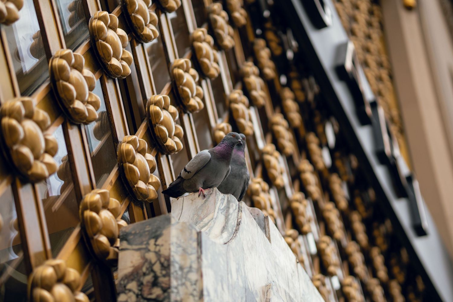 A pigeon sits on a ledge beside an intricate golden decorative building facade in New York City.