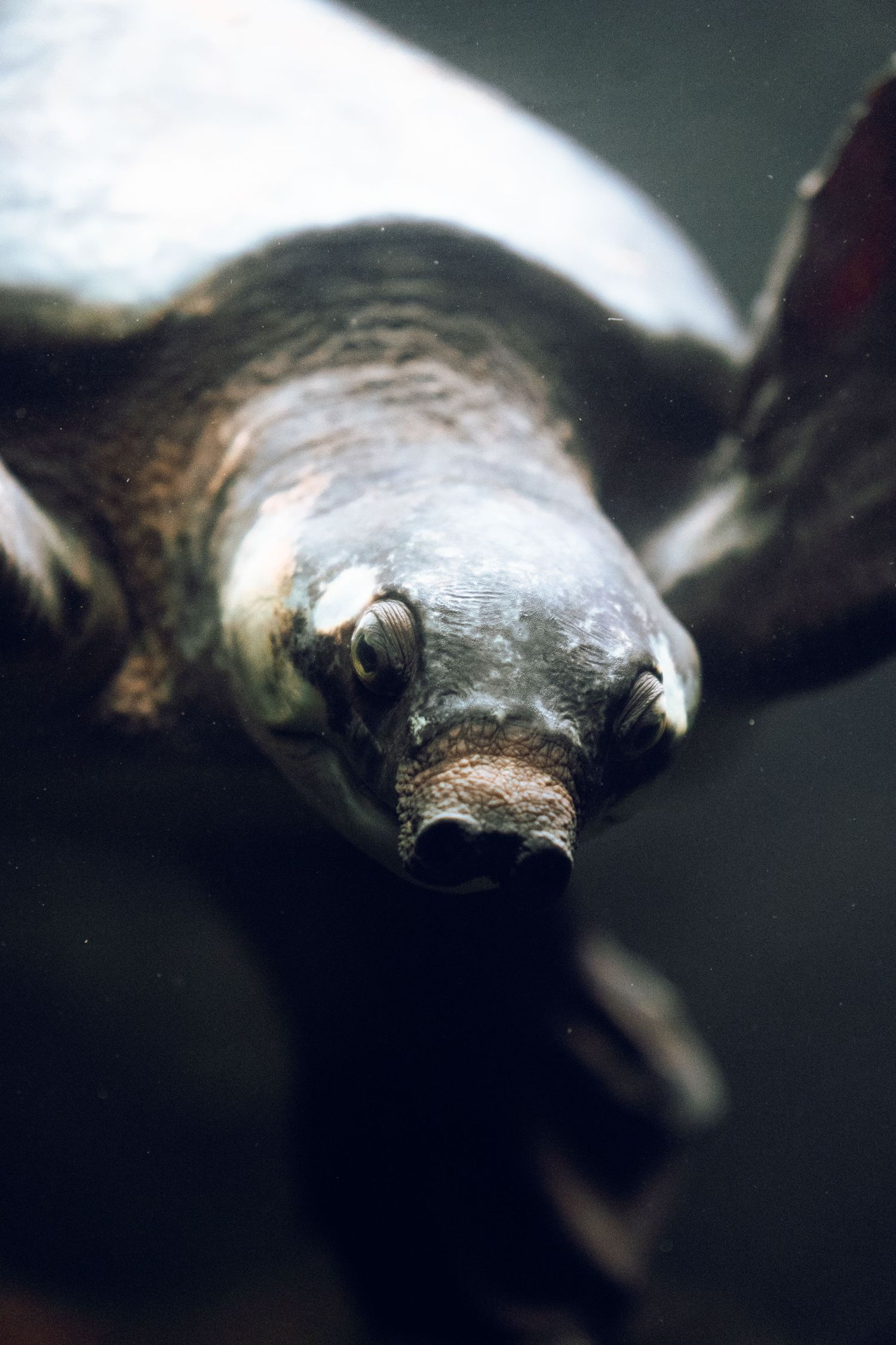 Close-up underwater view of a softshell turtle swimming with its distinctive flat nose.