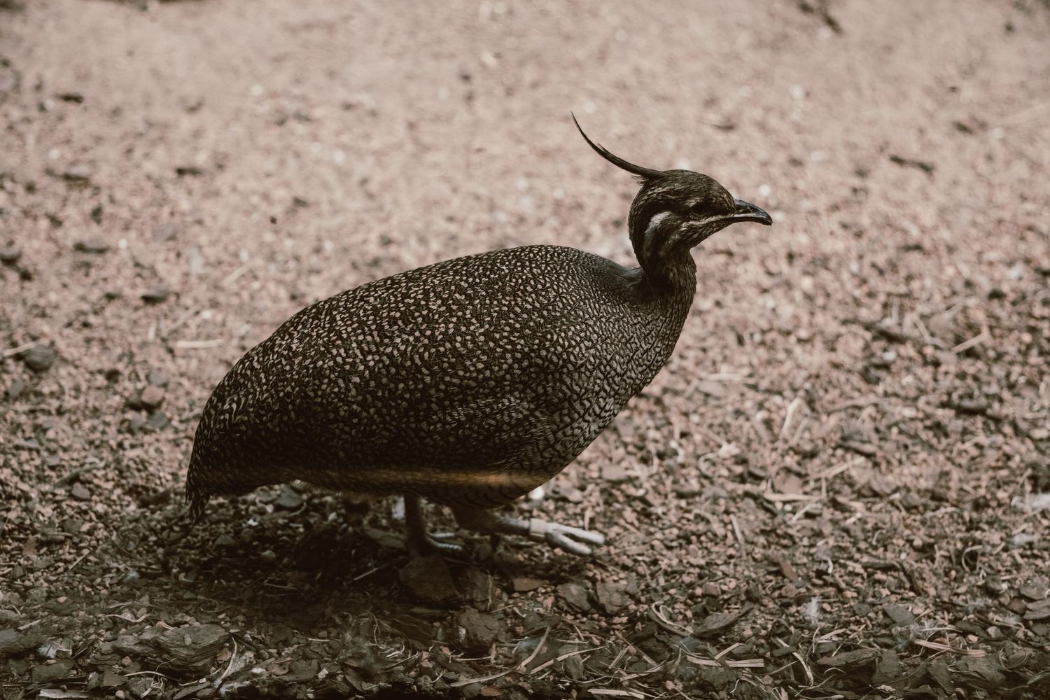 A spotted helmeted guineafowl with a distinctive crest walking on sandy ground in natural habitat.