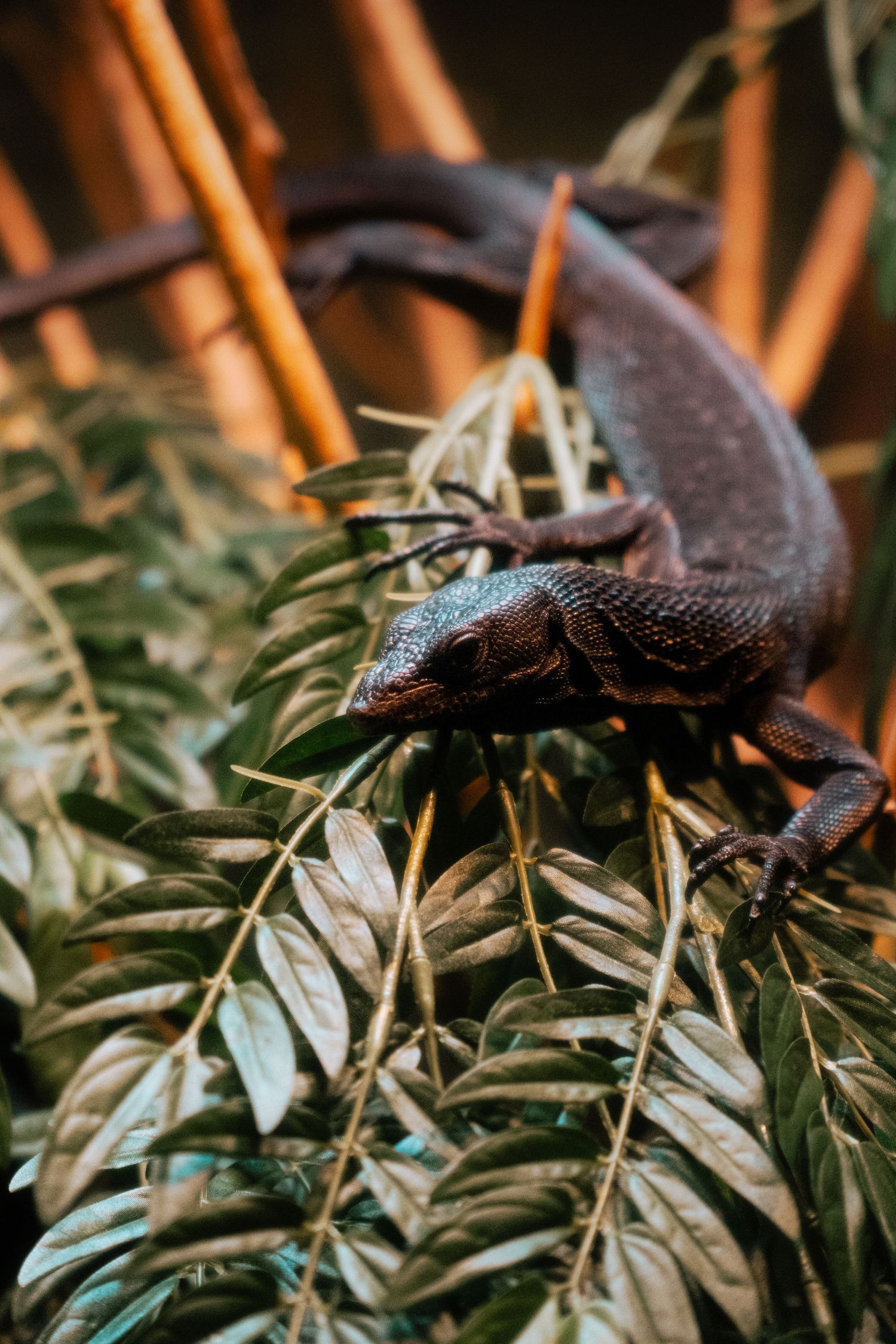 A dark black monitor lizard perched on green leafy branches with bamboo stalks in the background.