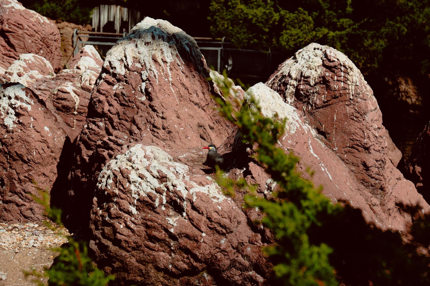 A black bird perches among large red rocky formations covered in white mineral deposits.