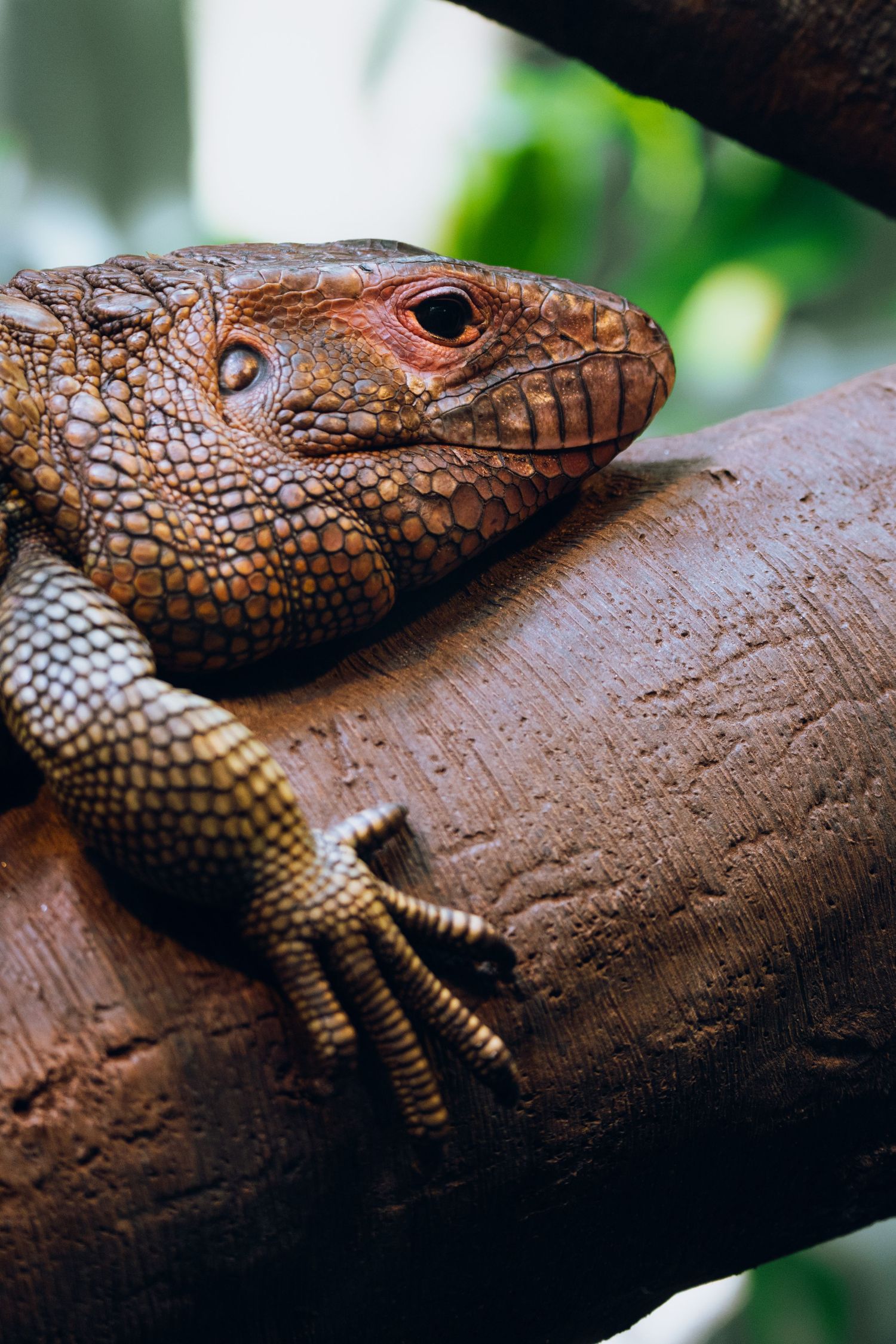 A brown caiman lizard resting on a thick wooden branch, displaying its vibrant orange-red scaly head.