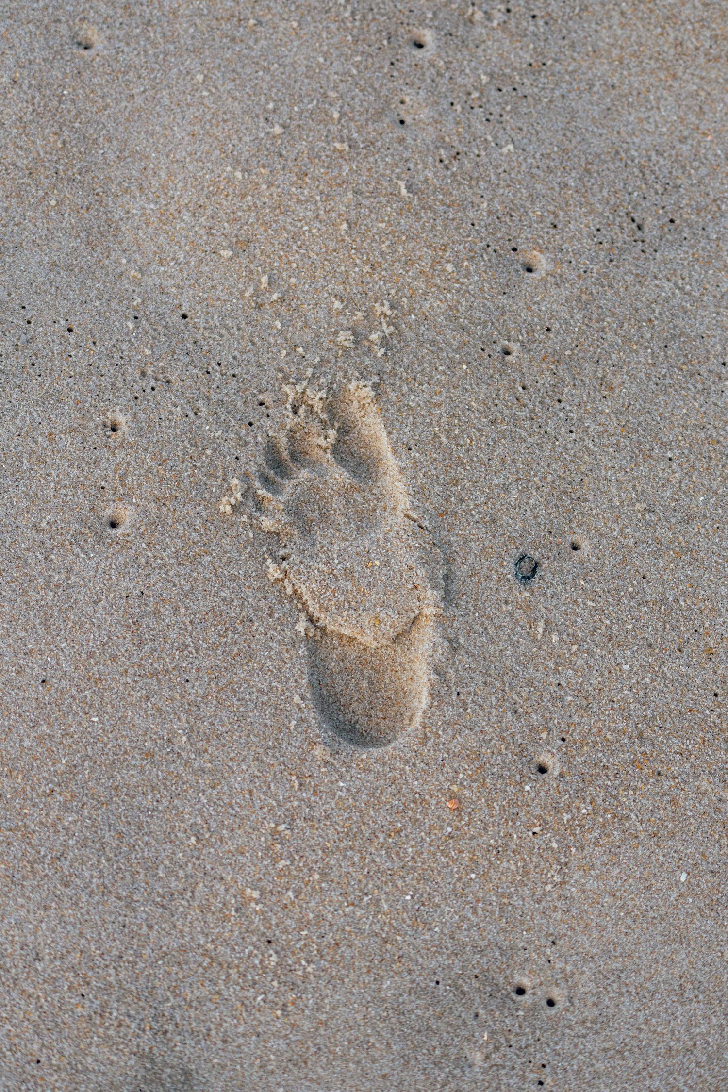 Single bare footprint pressed into wet sandy beach near the ocean shore.