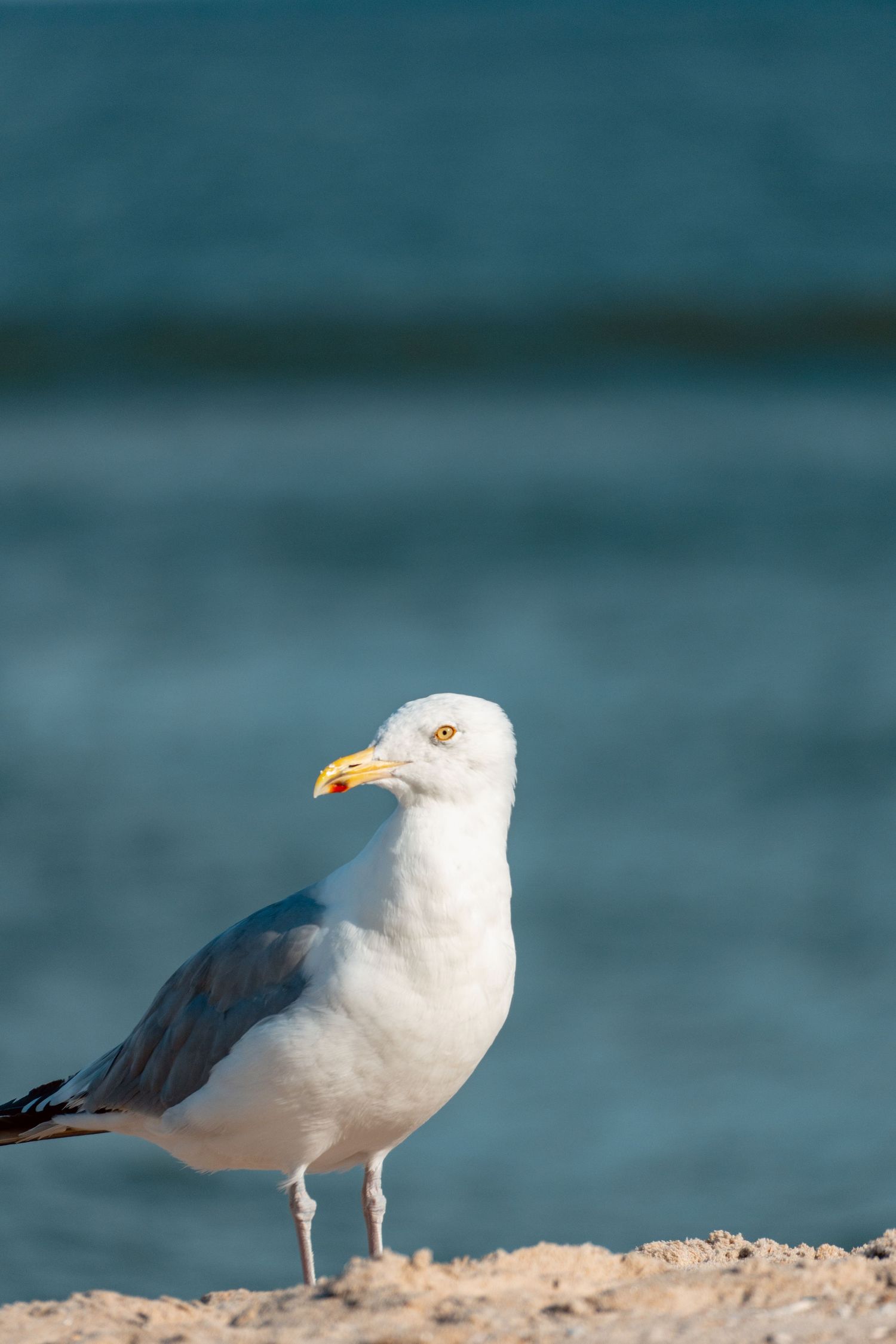 Close-up of a white seagull with yellow beak and orange eye standing on sandy beach by the ocean.