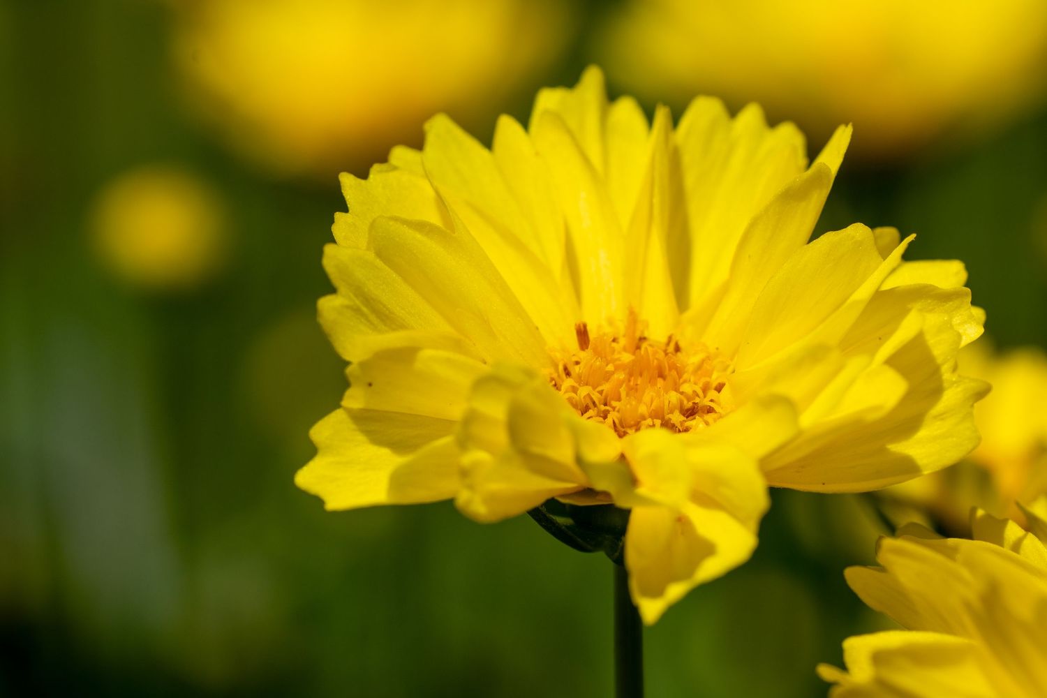 Close-up of a vibrant yellow flower with detailed orange center stamens.