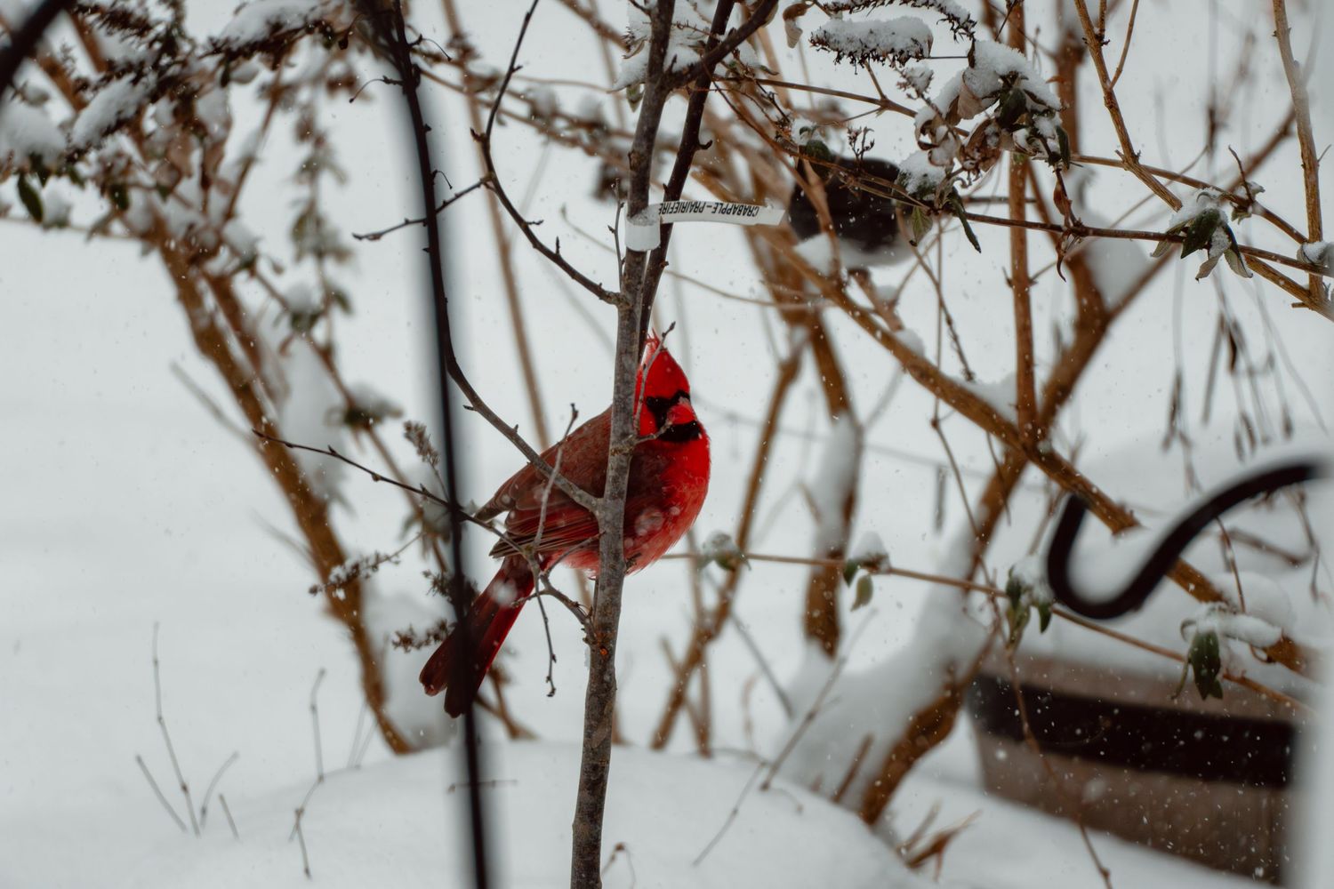 A vibrant red male northern cardinal perched on snow-covered branches near a bird feeder.