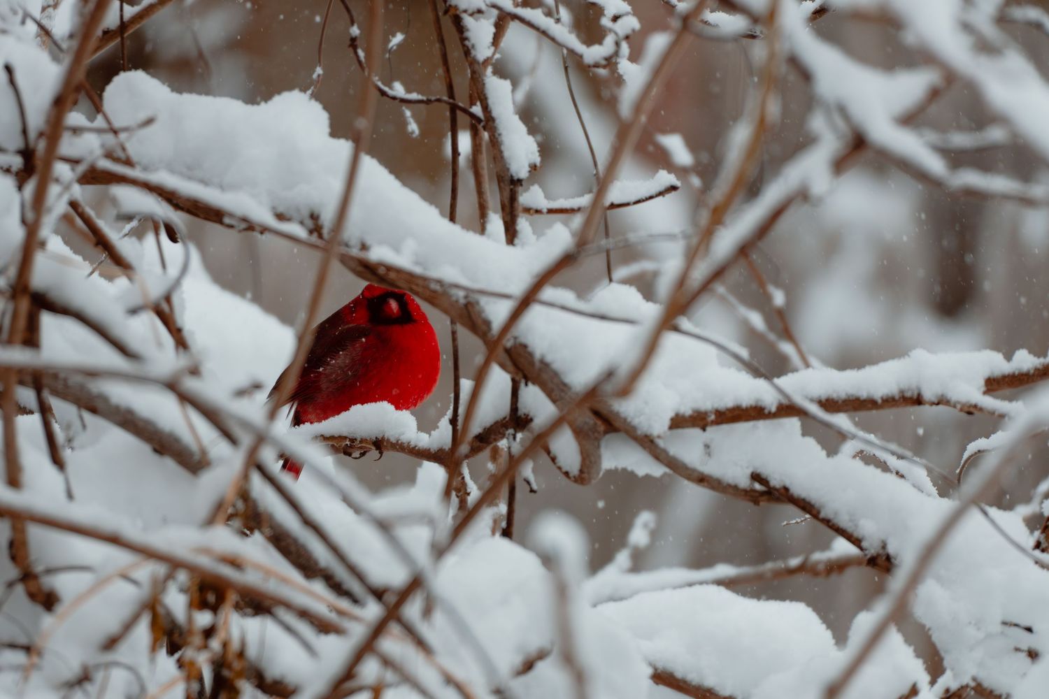 A bright red male northern cardinal sheltering among snow-covered twigs and branches in winter.