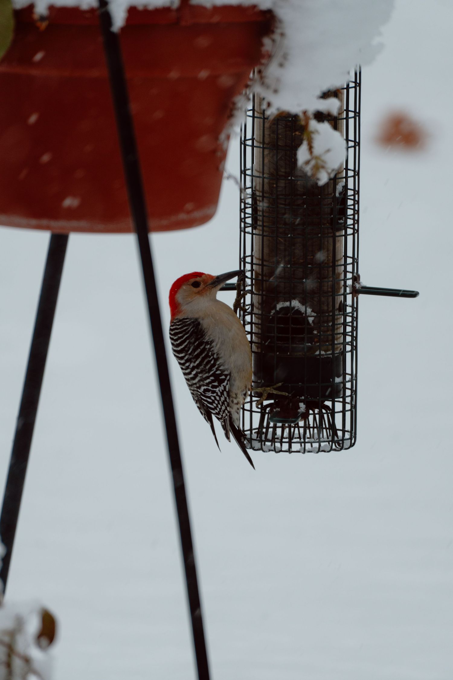 A red-bellied woodpecker perches on a suet cage bird feeder with snow-covered surroundings in winter.