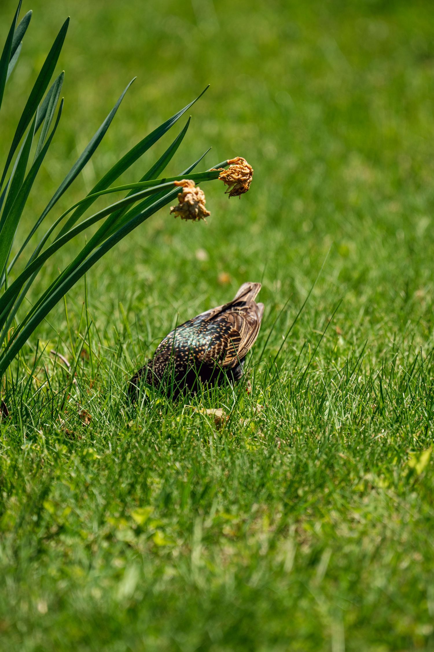 Juvenile European starling sitting in green grass beneath wilted daffodil blooms in a sunny garden.