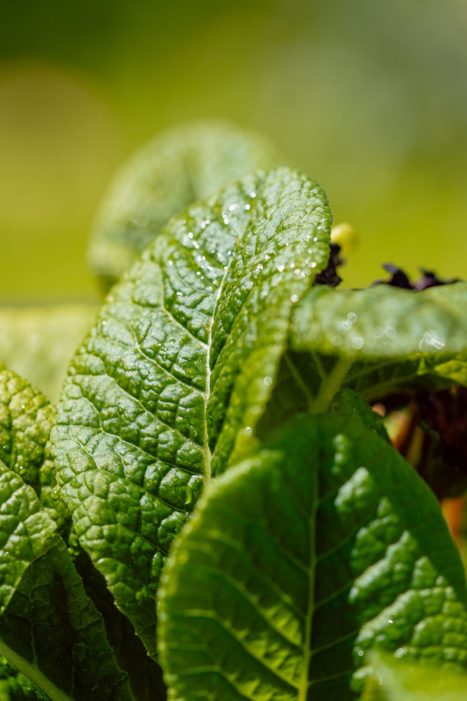 Detailed close-up of vibrant green textured leaves with water droplets in sunlight.