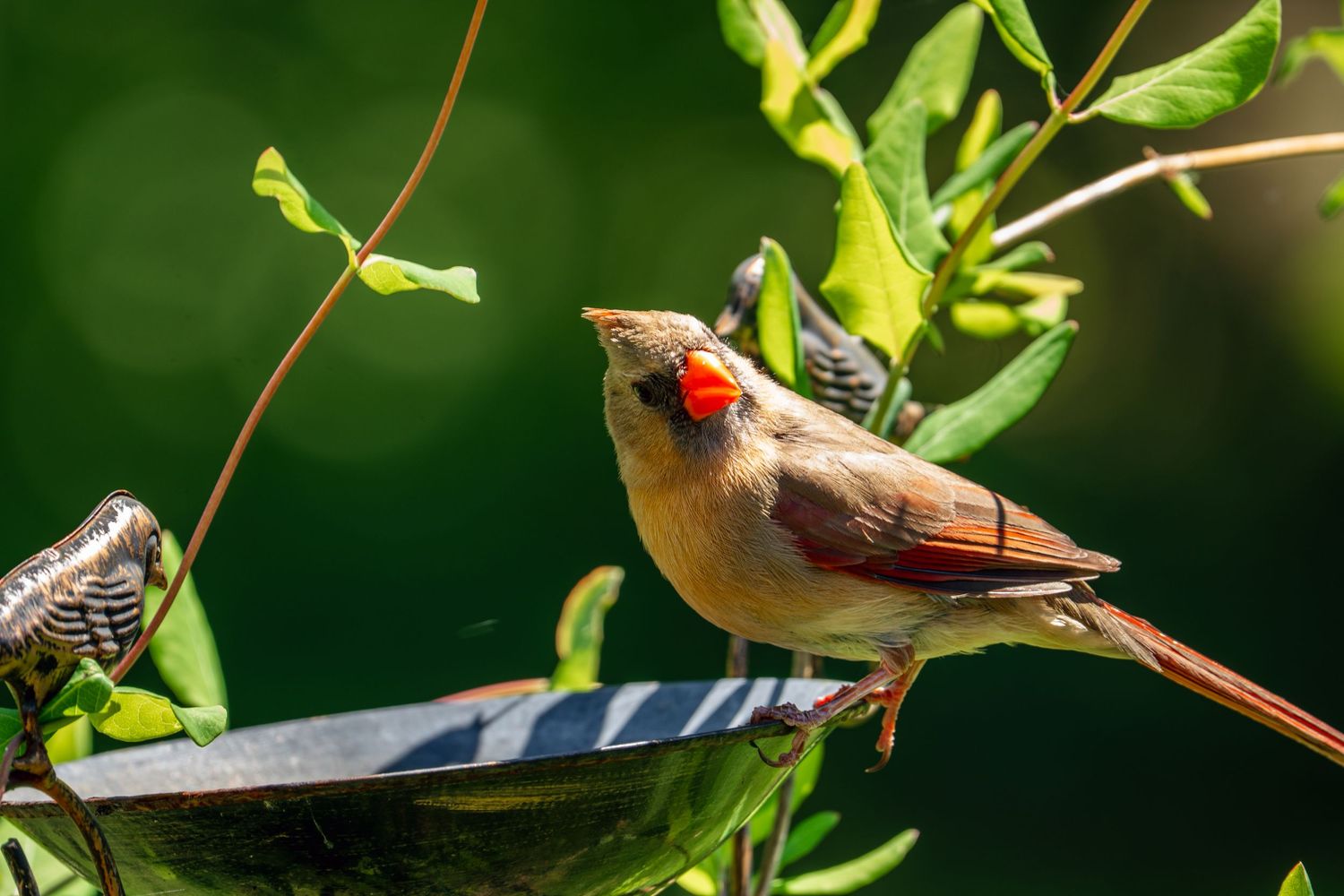 A female Northern Cardinal stands on a bird bath rim, displaying her warm brown plumage in bright sunlight.