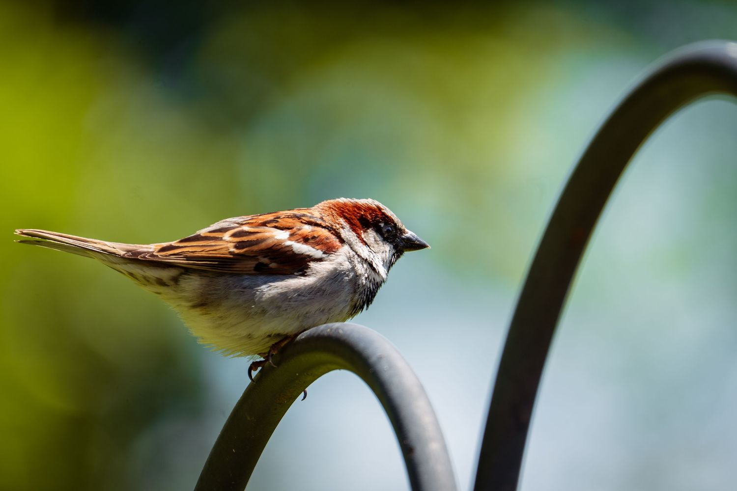 A brown and white house sparrow perched on a curved metal garden hook in soft light.