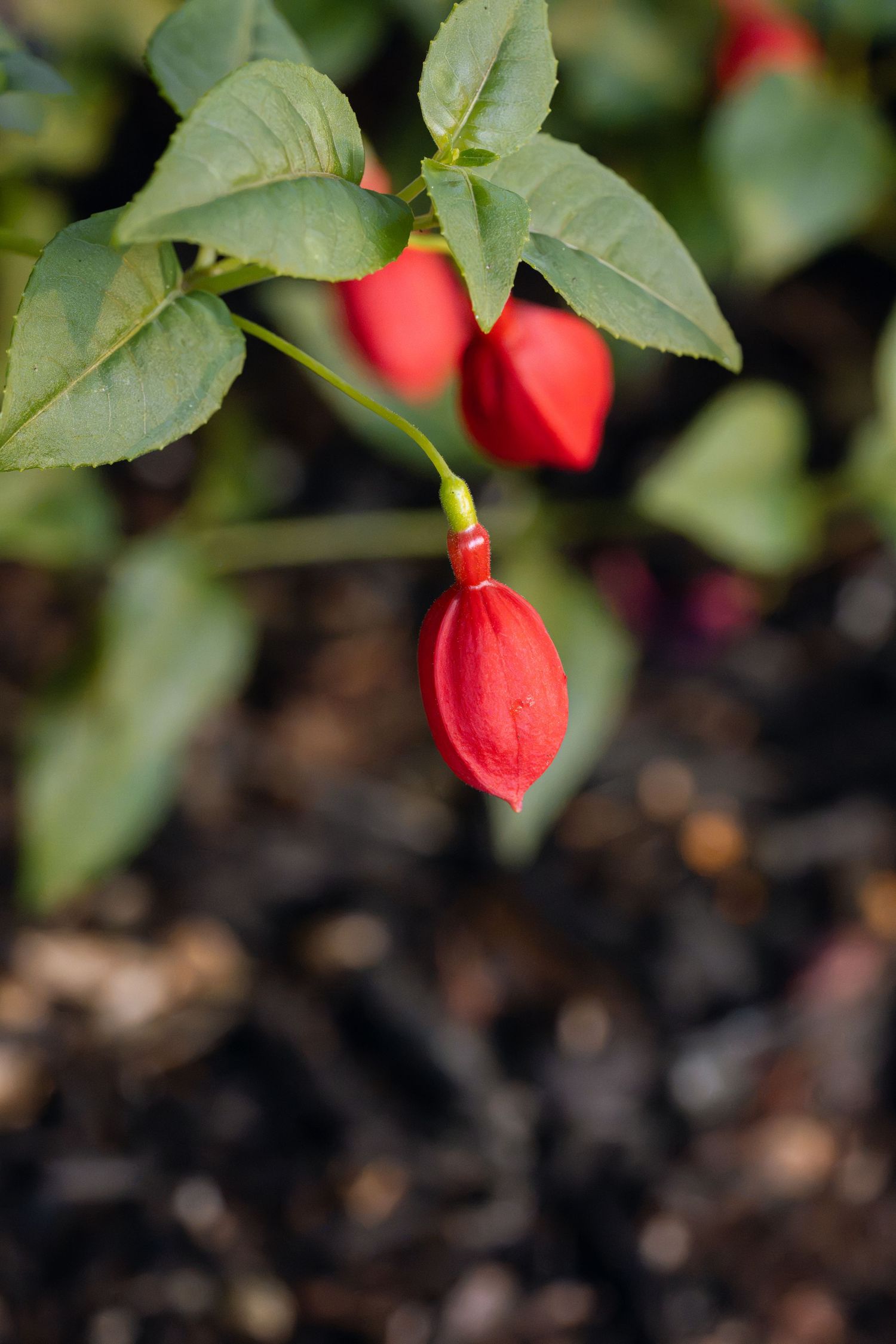 Close-up of vibrant red flower buds hanging from green leafy stems in a garden with blurred soil background.