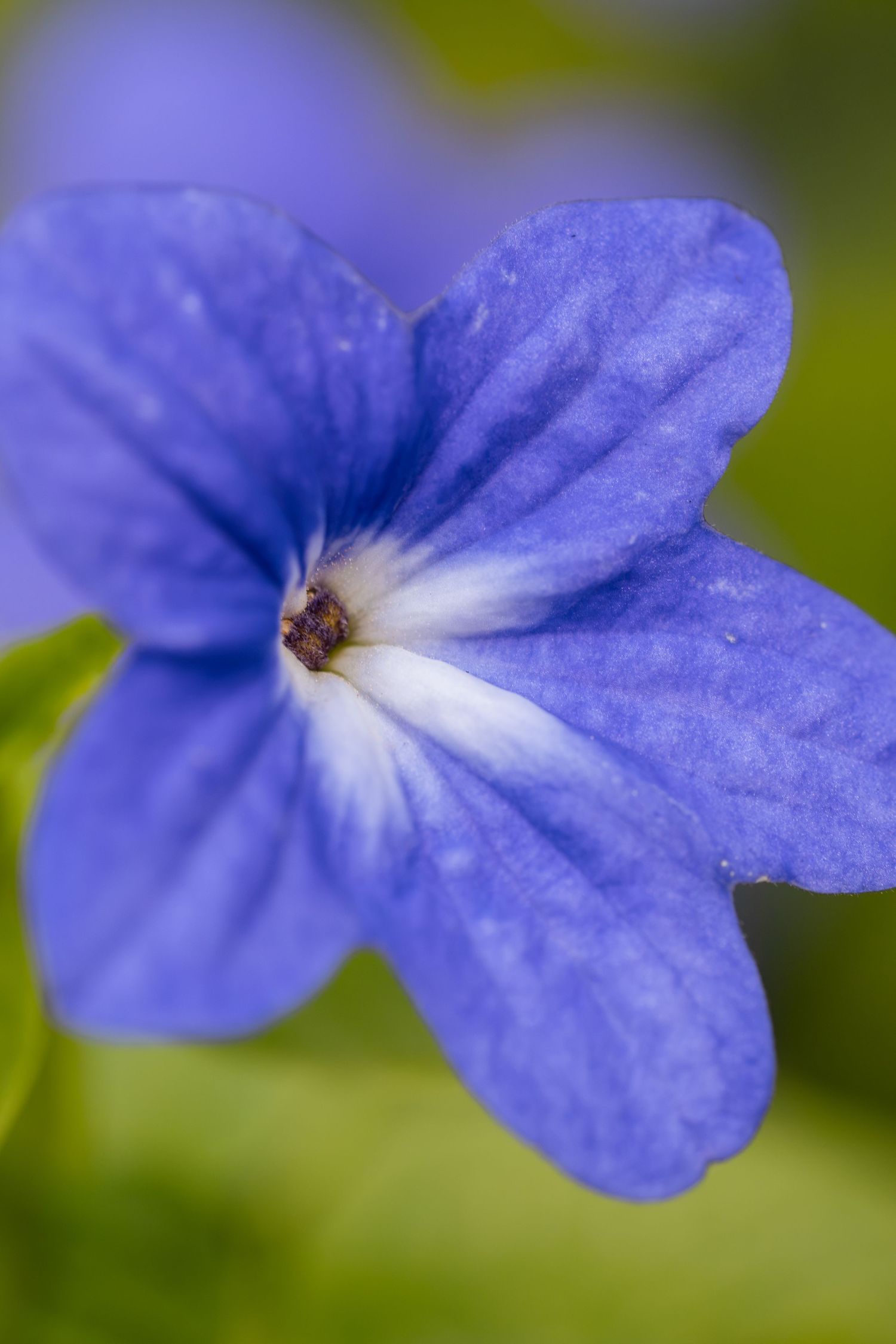 Close-up macro photo of a vibrant blue lobelia flower with white center and green blurred background.