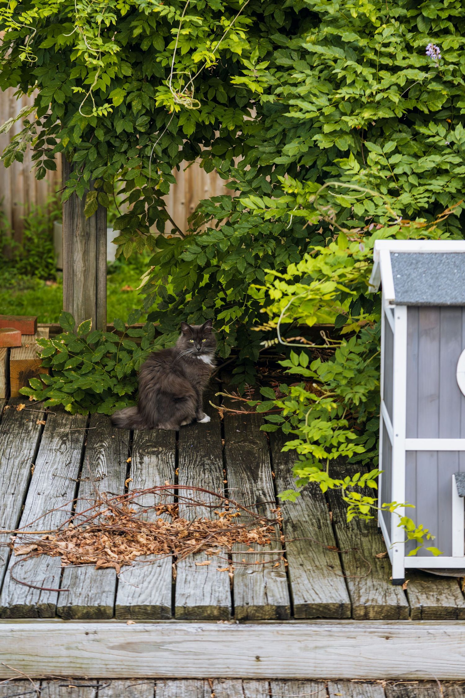 A fluffy gray cat sits on a weathered wooden deck surrounded by lush green bushes next to a small white wooden structure.
