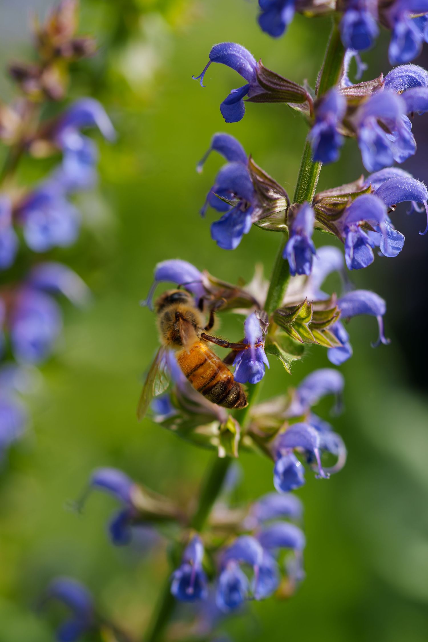 Honeybee collecting nectar from vibrant purple salvia flowers in a sunlit garden.