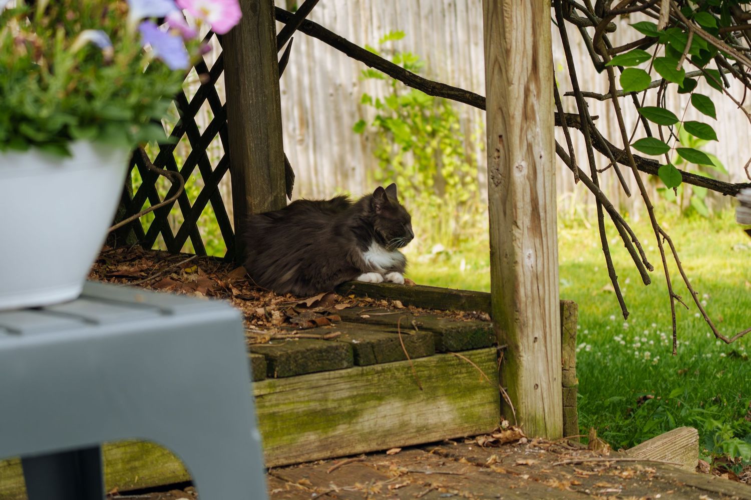 A fluffy black and white cat resting on a wooden garden bench under a lattice pergola surrounded by lush greenery.