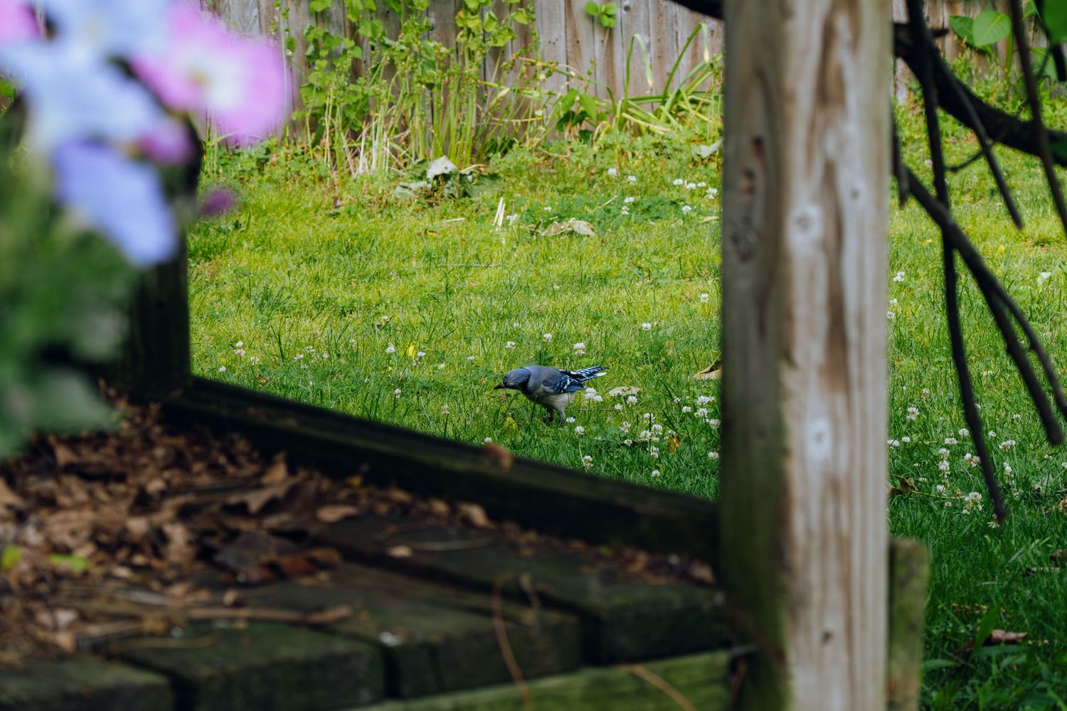 A pigeon foraging on lush green grass in a garden, framed by wooden posts and pink flowers in the foreground.