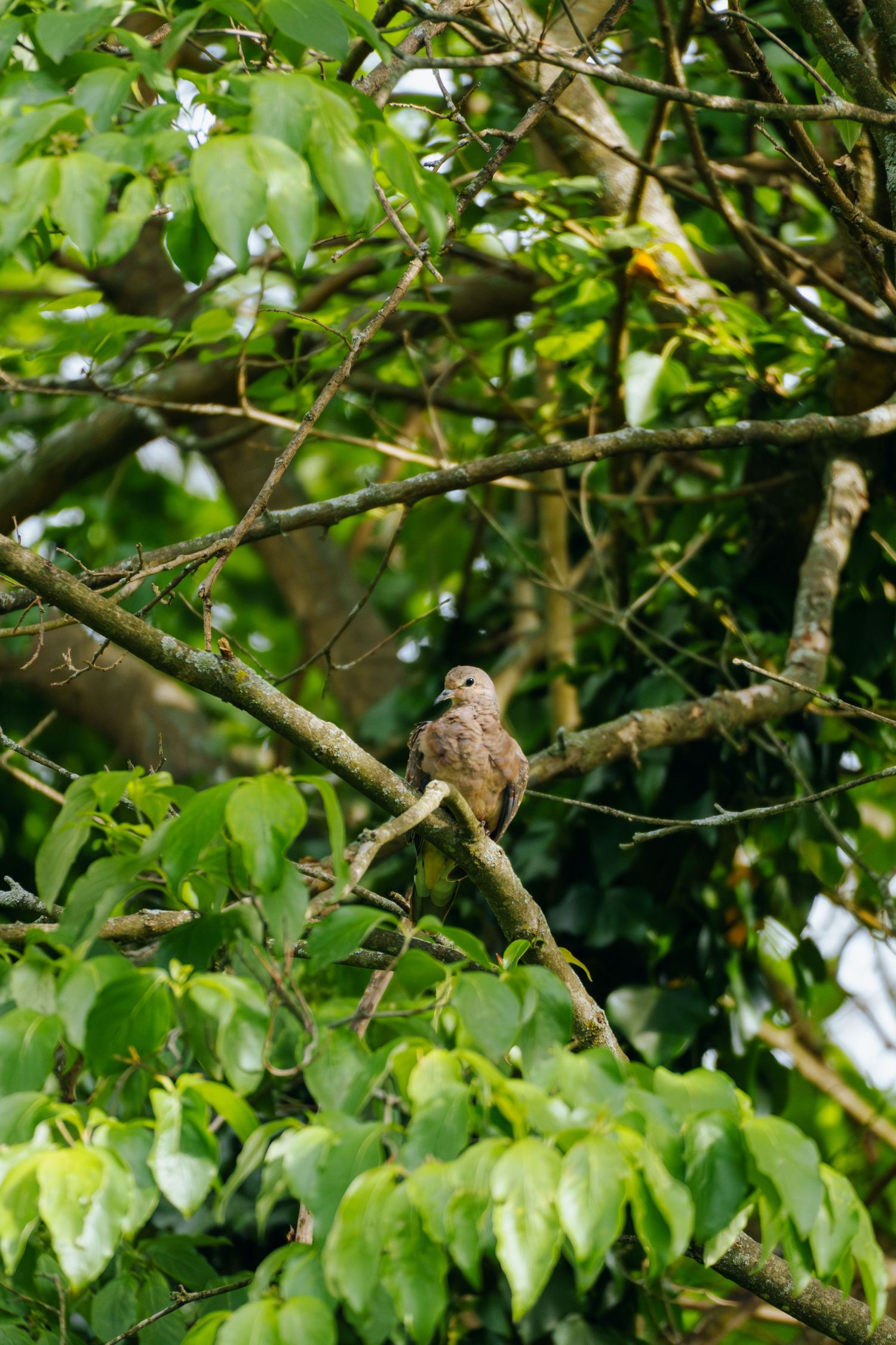 A small brown dove perched on a tree branch surrounded by lush green leaves in a natural forest setting.
