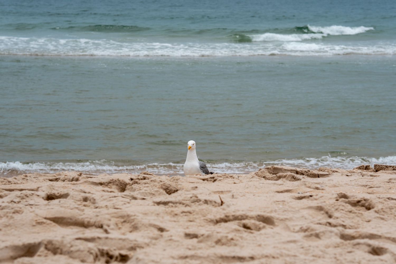 A lone seagull stands on a sandy beach with gentle ocean waves in the background on a cloudy day.