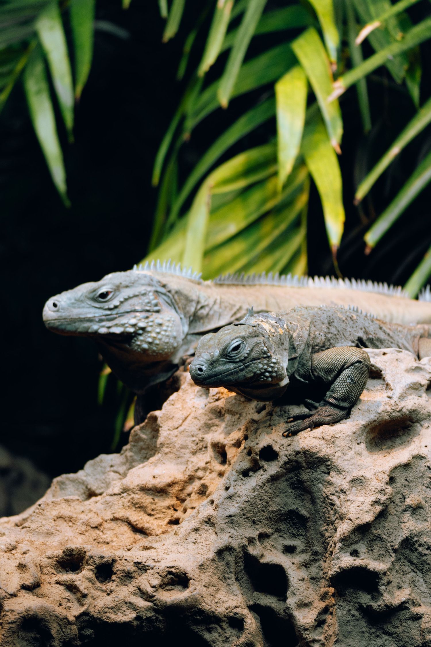 Two blue iguanas resting together on a rocky surface surrounded by lush dark tropical vegetation.