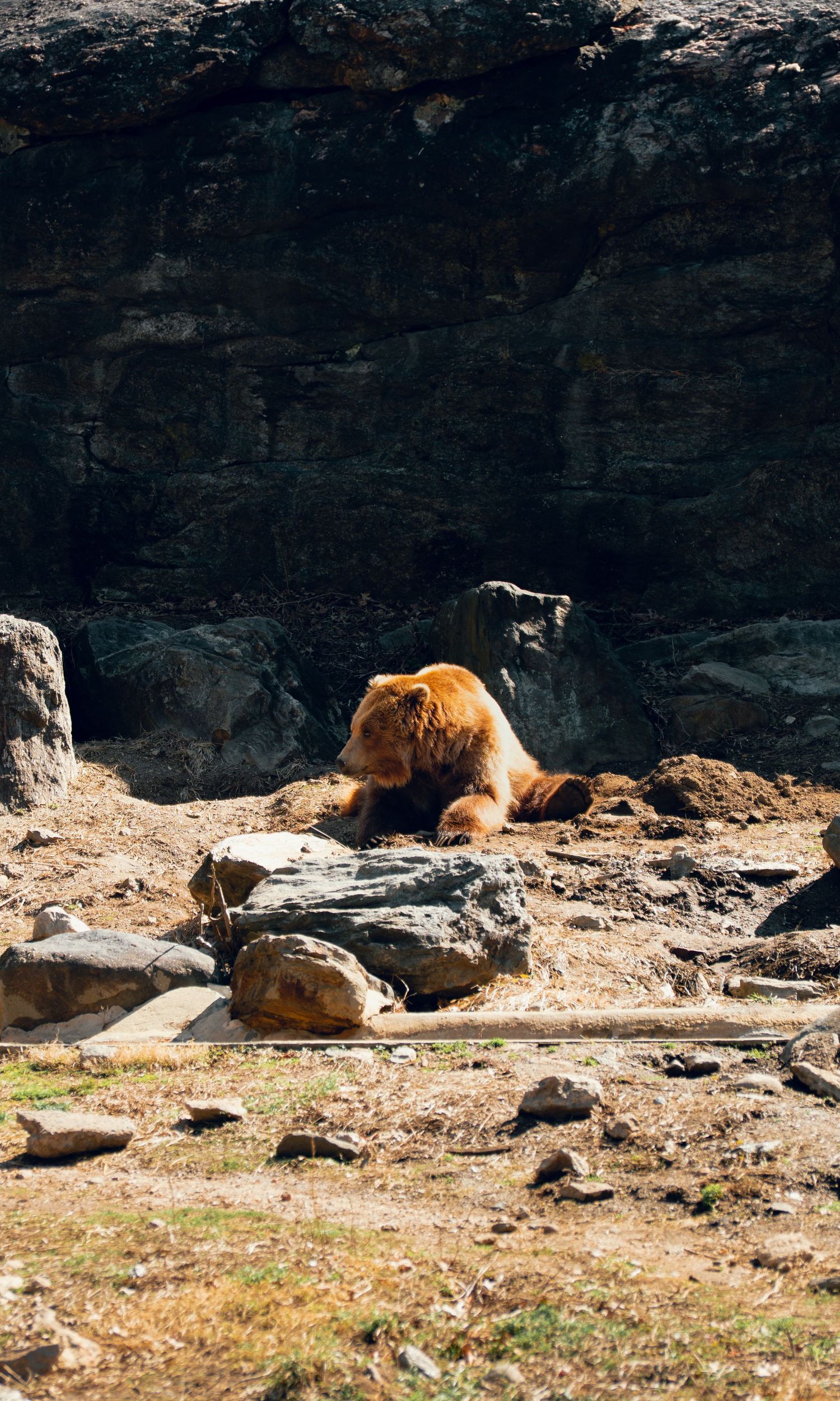 A brown grizzly bear sitting and resting on rocky terrain in a zoo enclosure.