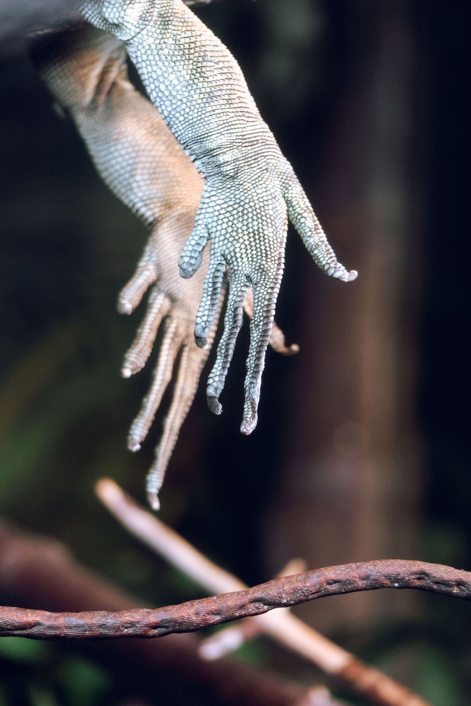 Detailed close-up of an iguana's scaly foot and long claws dangling over a rusty branch.