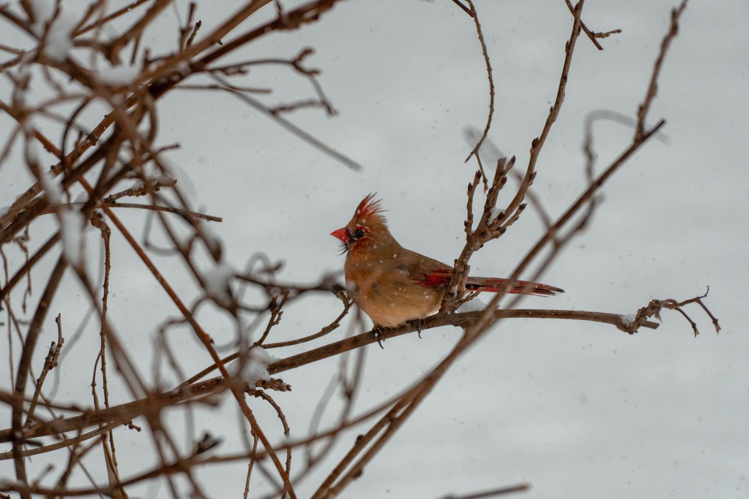 Female cardinal with red crest sitting on snow-covered bare branches in winter.