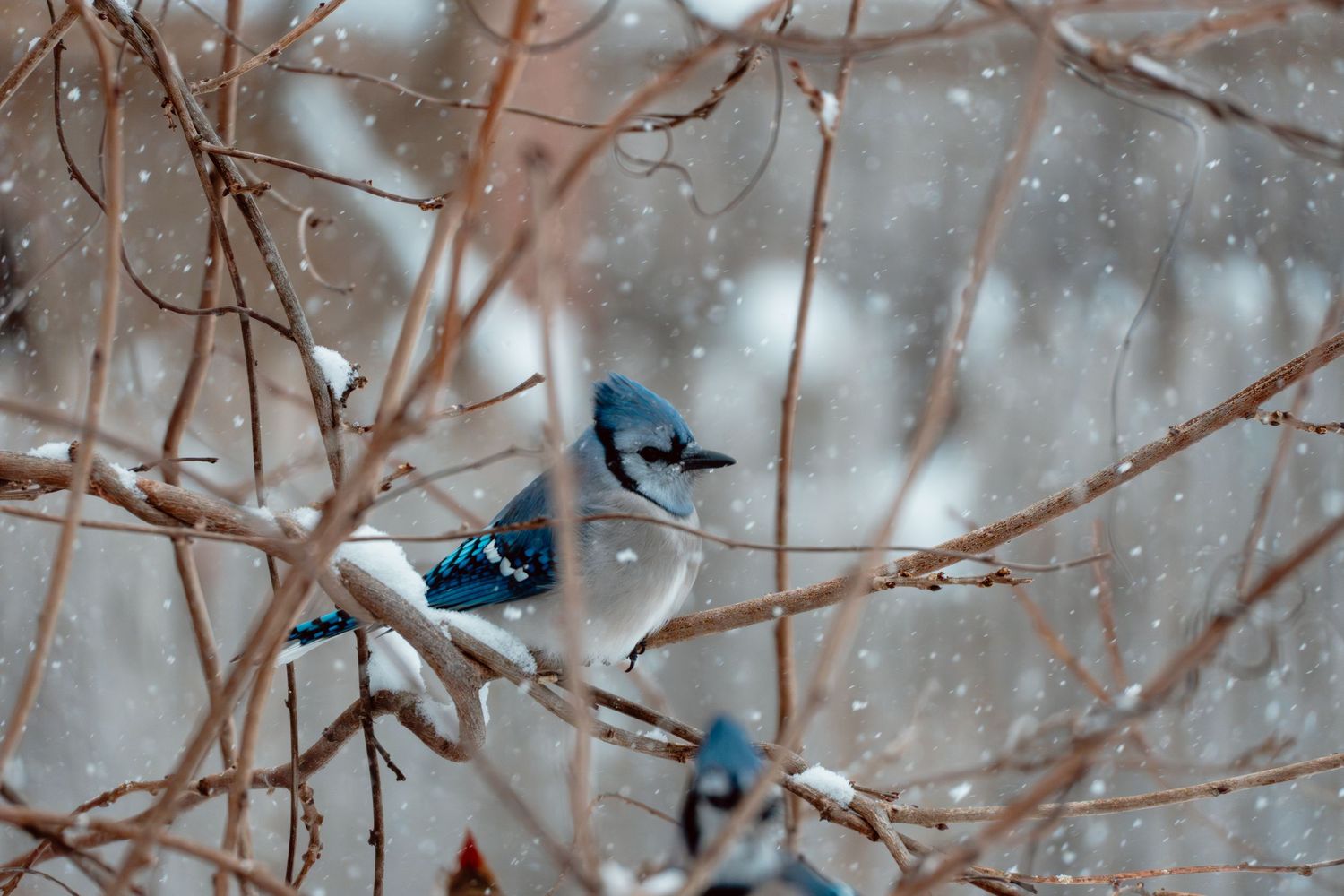 Two blue jays perch on snow-covered bare branches during a winter snowstorm.