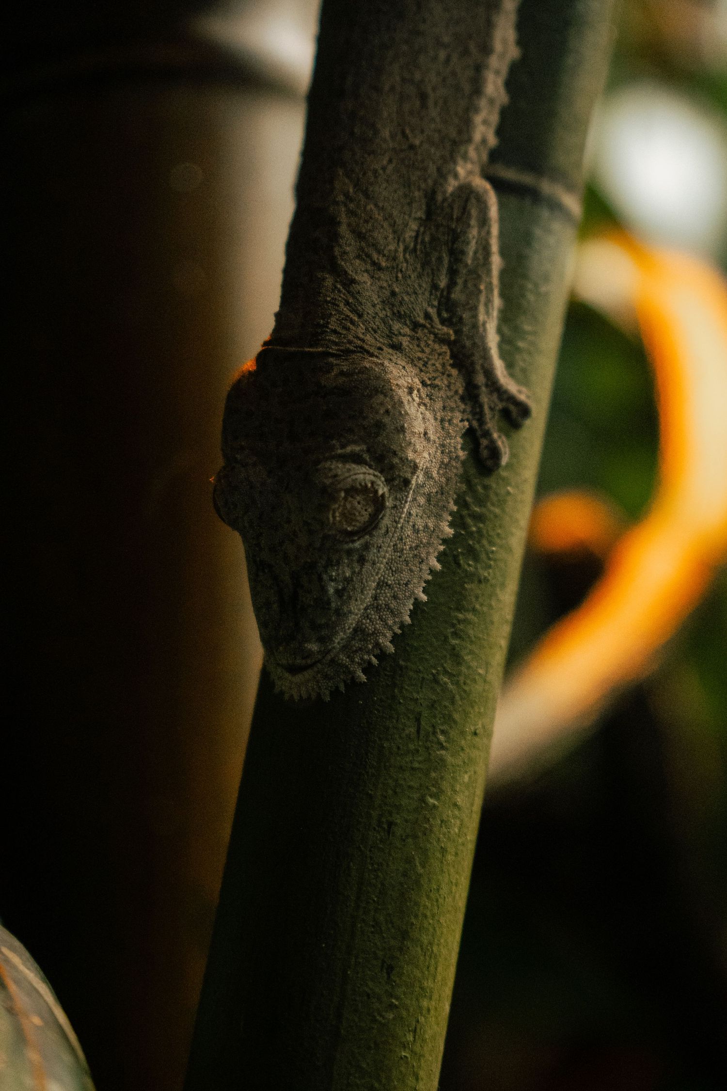 A well-camouflaged gecko clinging to a bamboo stalk, nearly invisible against the dark background.