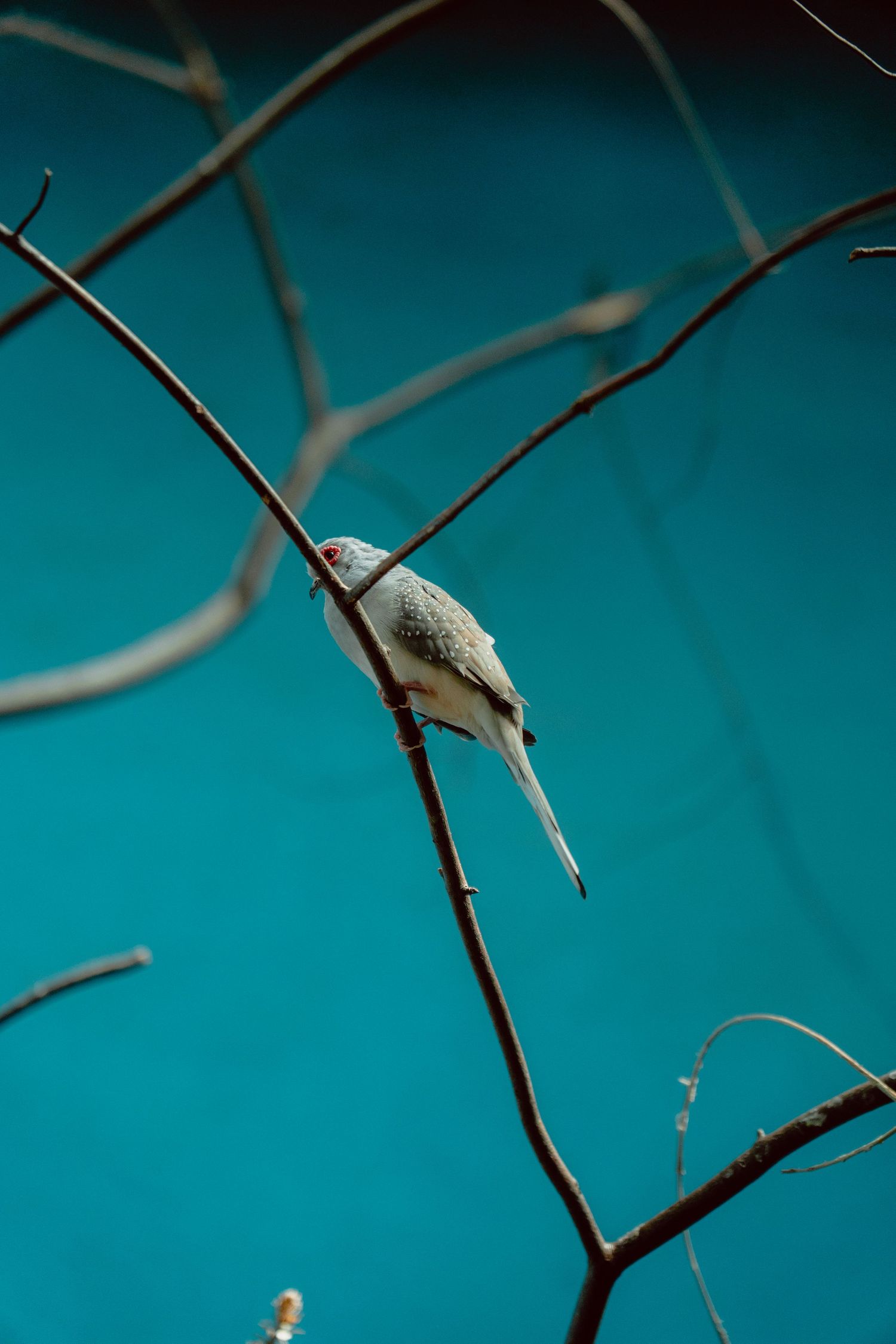A small white bird with a long tail perched on a bare branch against a vivid turquoise background.
