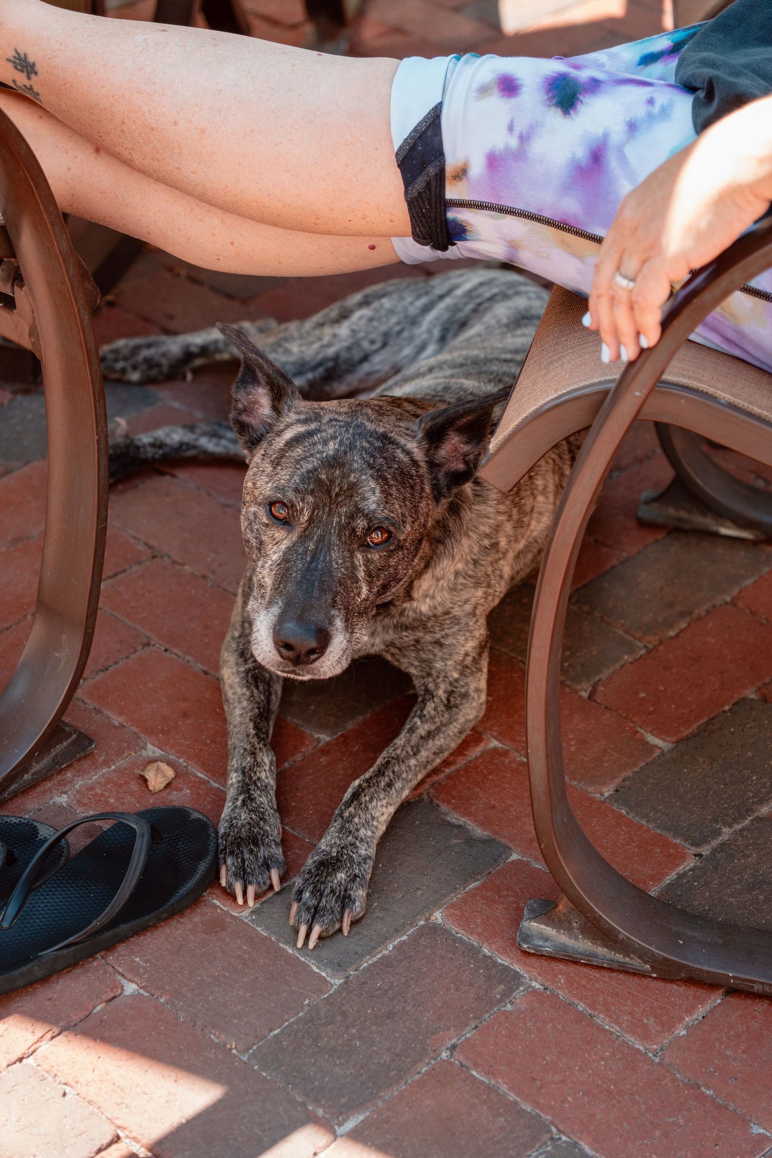 Brindle dog rests under patio chair beside person's legs on brick patio.