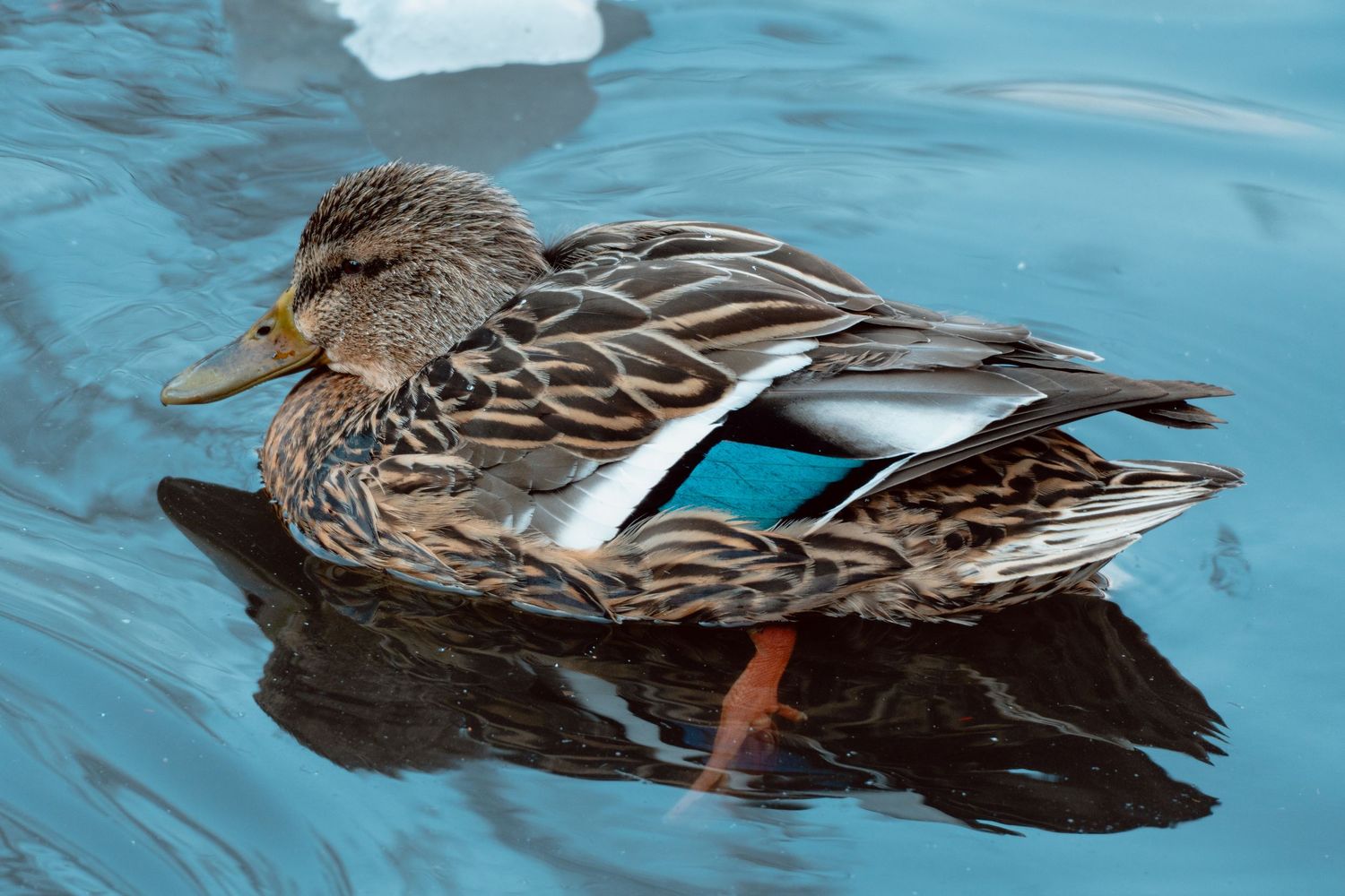 Female mallard duck swimming in calm blue water showcasing its iridescent blue wing feathers.